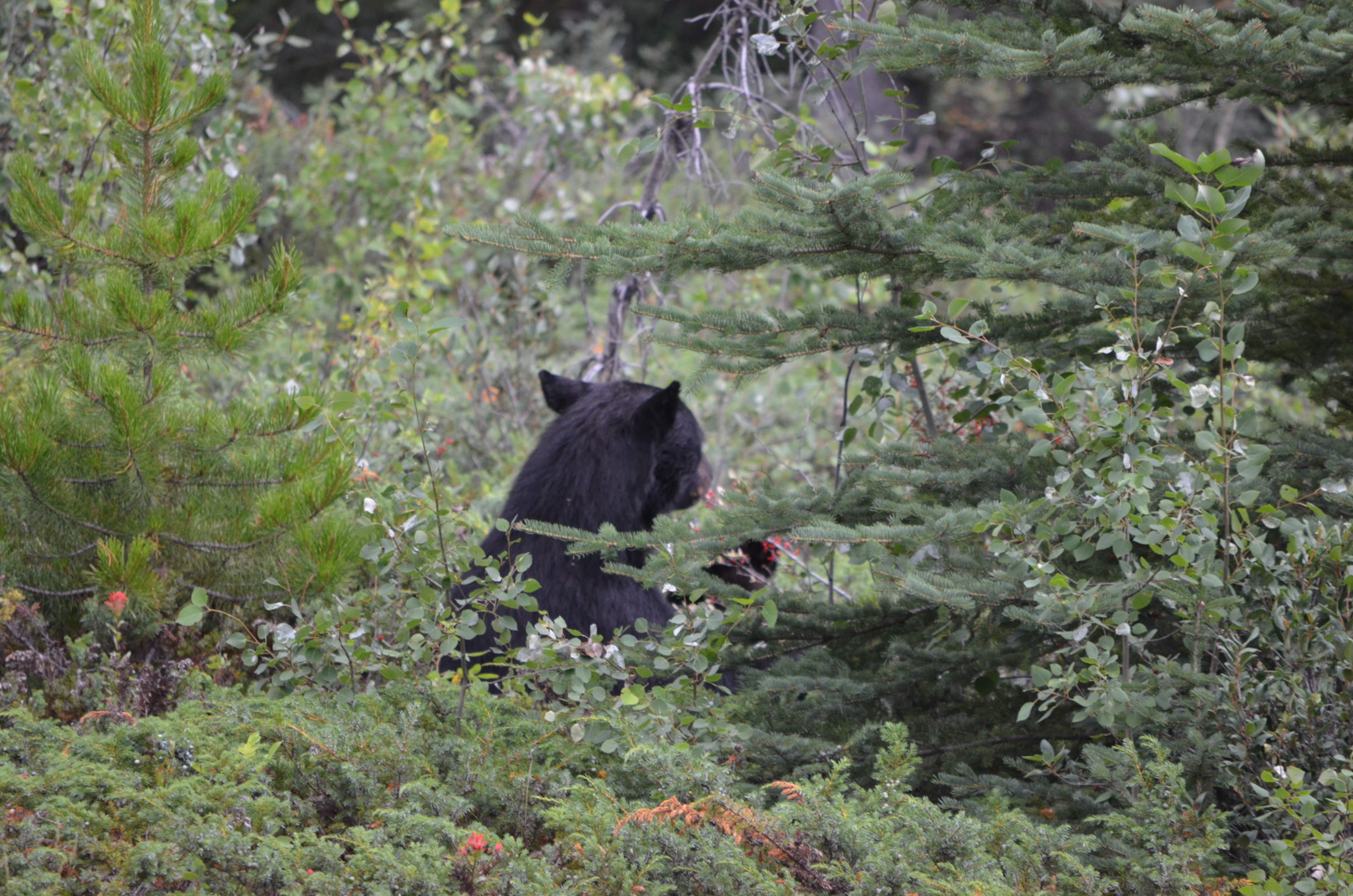 photos/wildlife/Mammal_Species/American_Black_Bear/DSC_0714.JPG