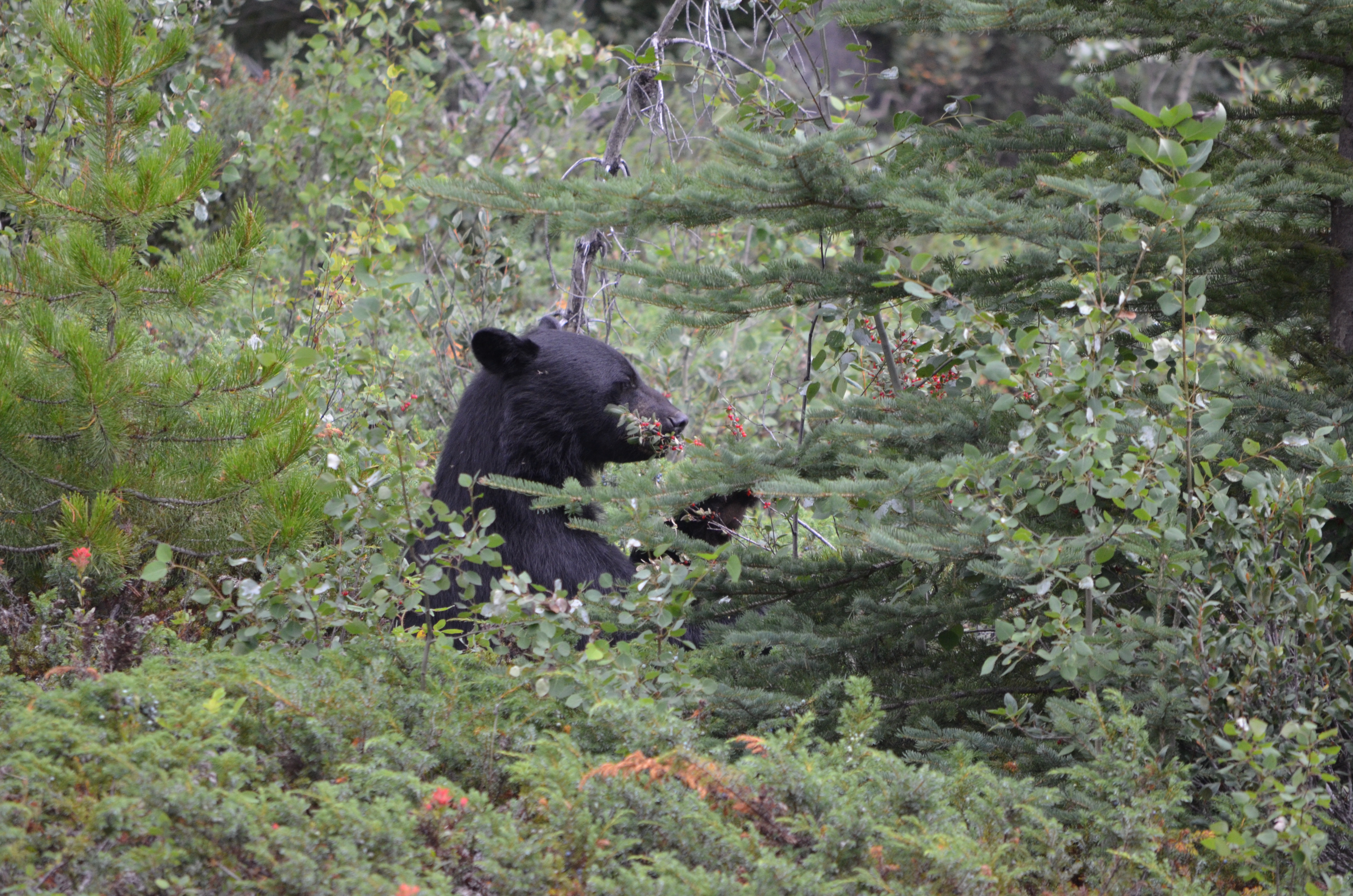 photos/wildlife/Mammal_Species/American_Black_Bear/DSC_0715.JPG