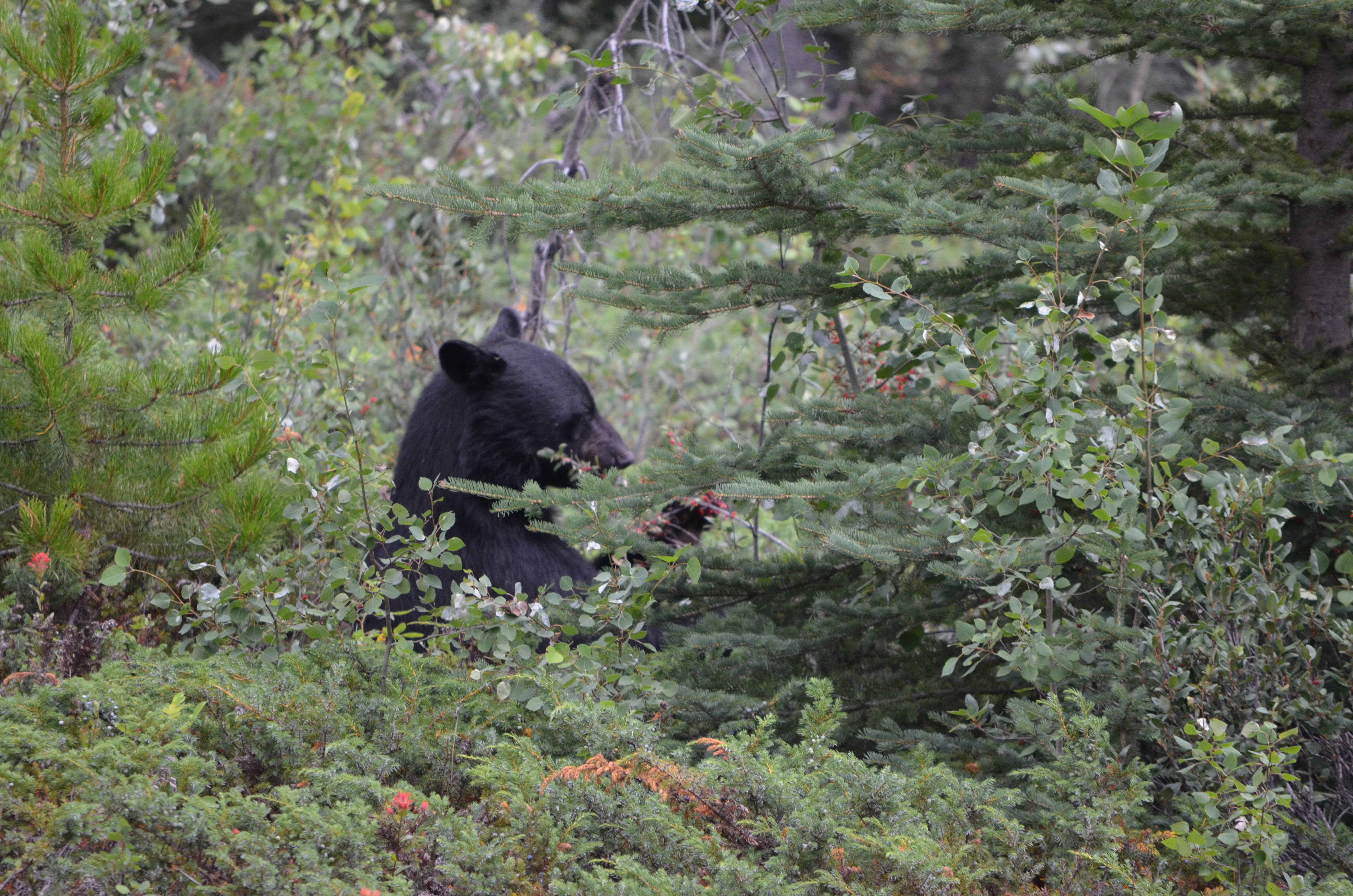 photos/wildlife/Mammal_Species/American_Black_Bear/DSC_0716.JPG