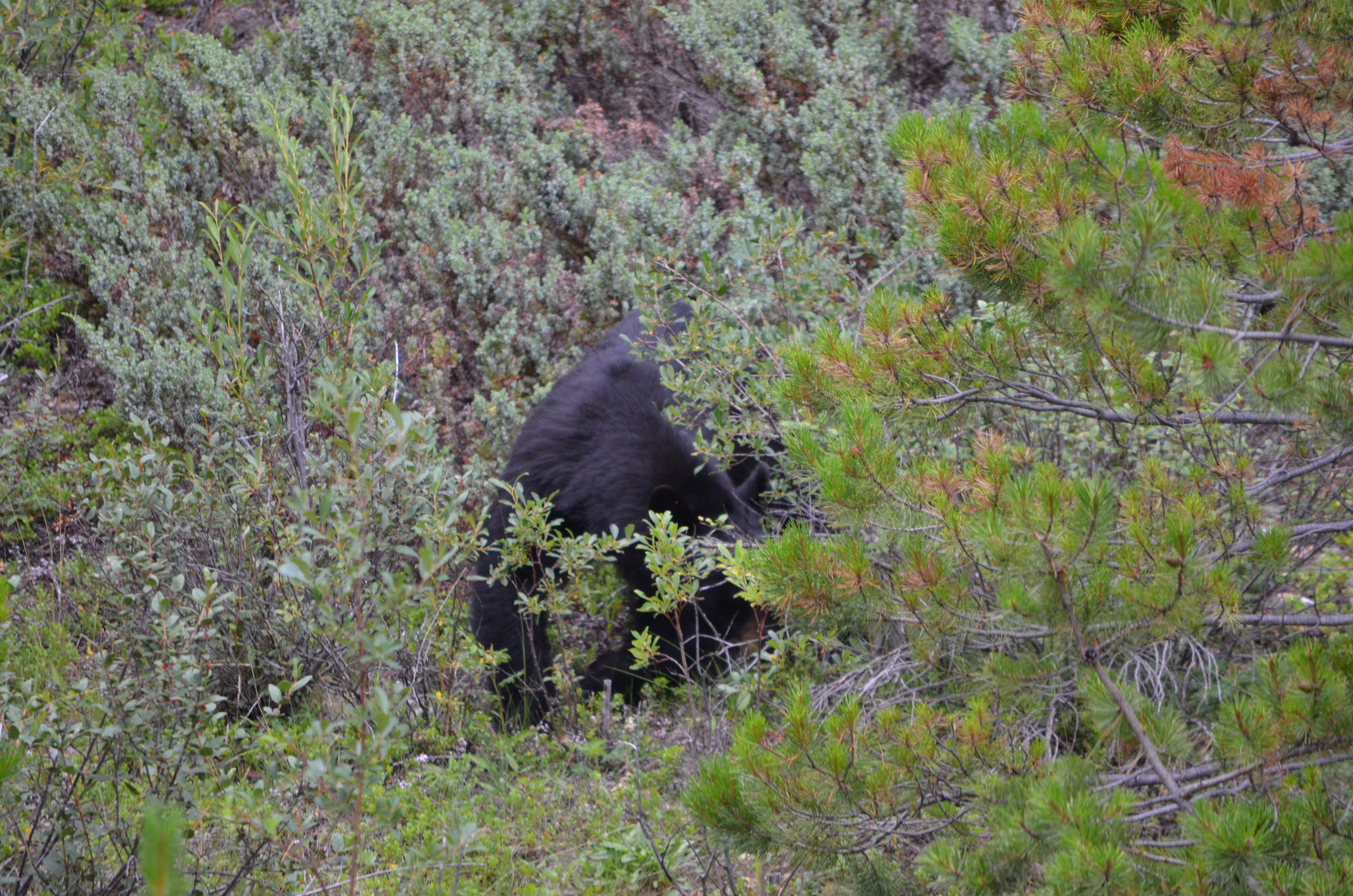 photos/wildlife/Mammal_Species/American_Black_Bear/DSC_0717.JPG