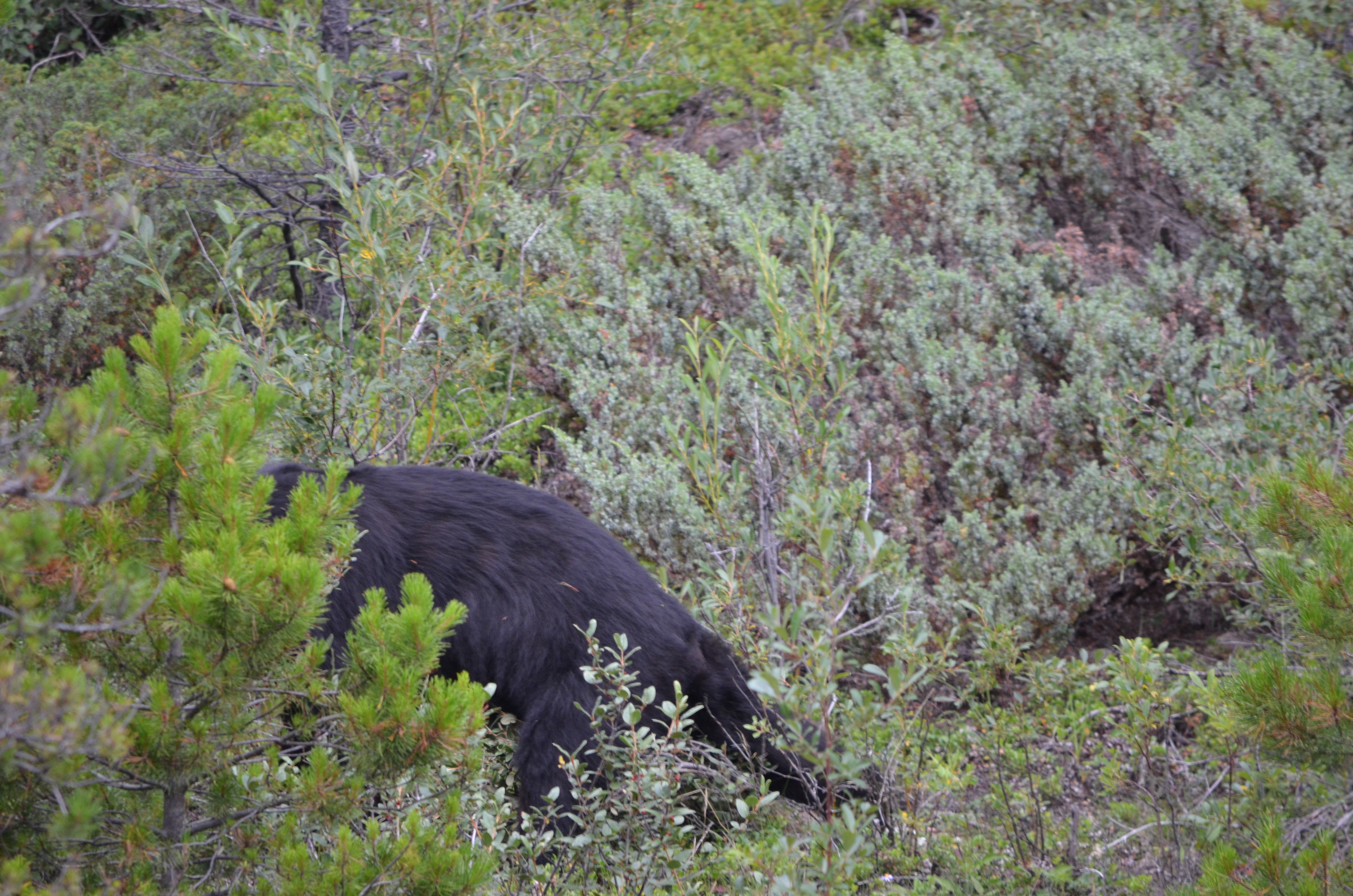 photos/wildlife/Mammal_Species/American_Black_Bear/DSC_0718.JPG