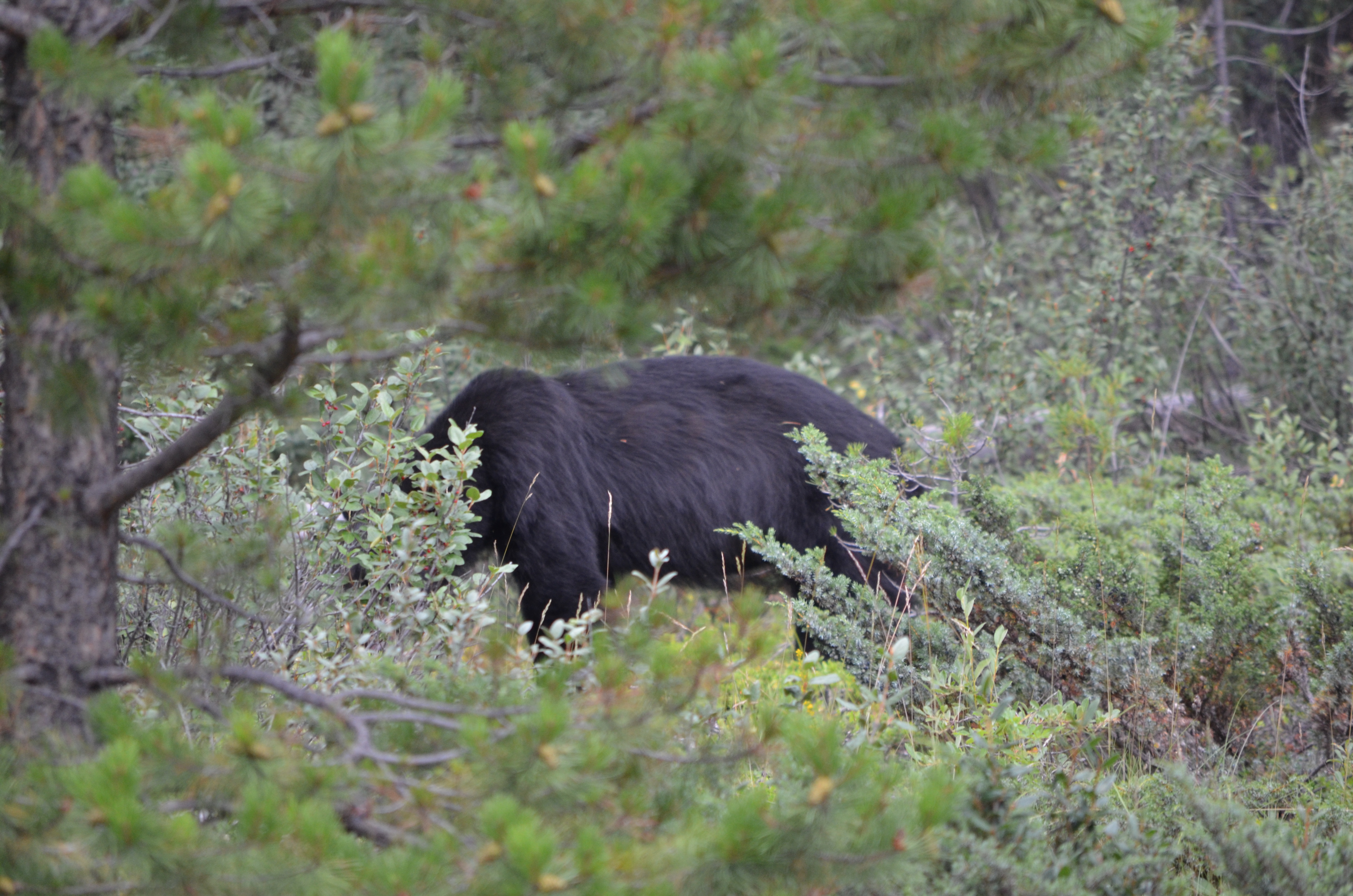 photos/wildlife/Mammal_Species/American_Black_Bear/DSC_0719.JPG