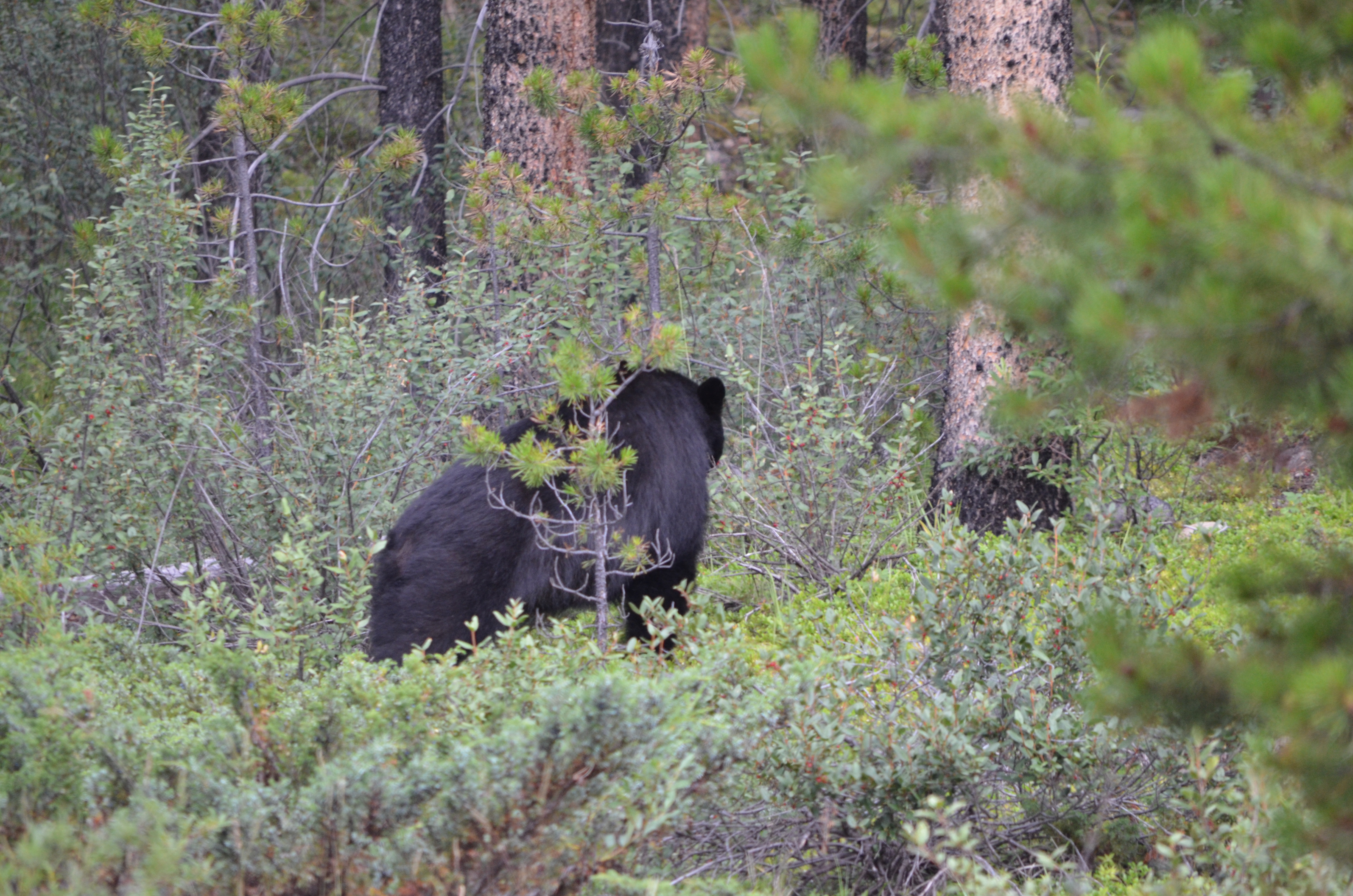 photos/wildlife/Mammal_Species/American_Black_Bear/DSC_0720.JPG