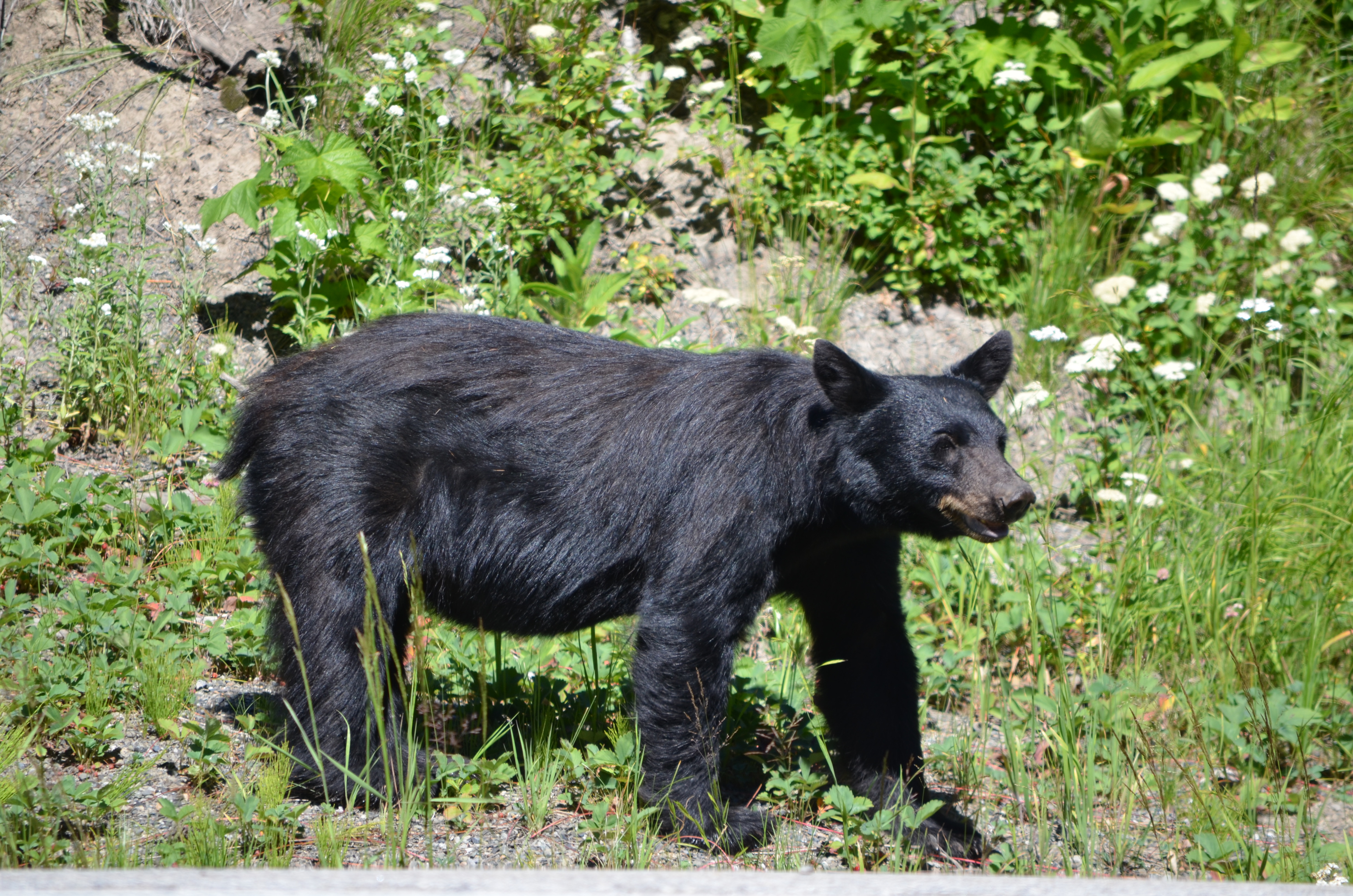 photos/wildlife/Mammal_Species/American_Black_Bear/DSC_0908.JPG