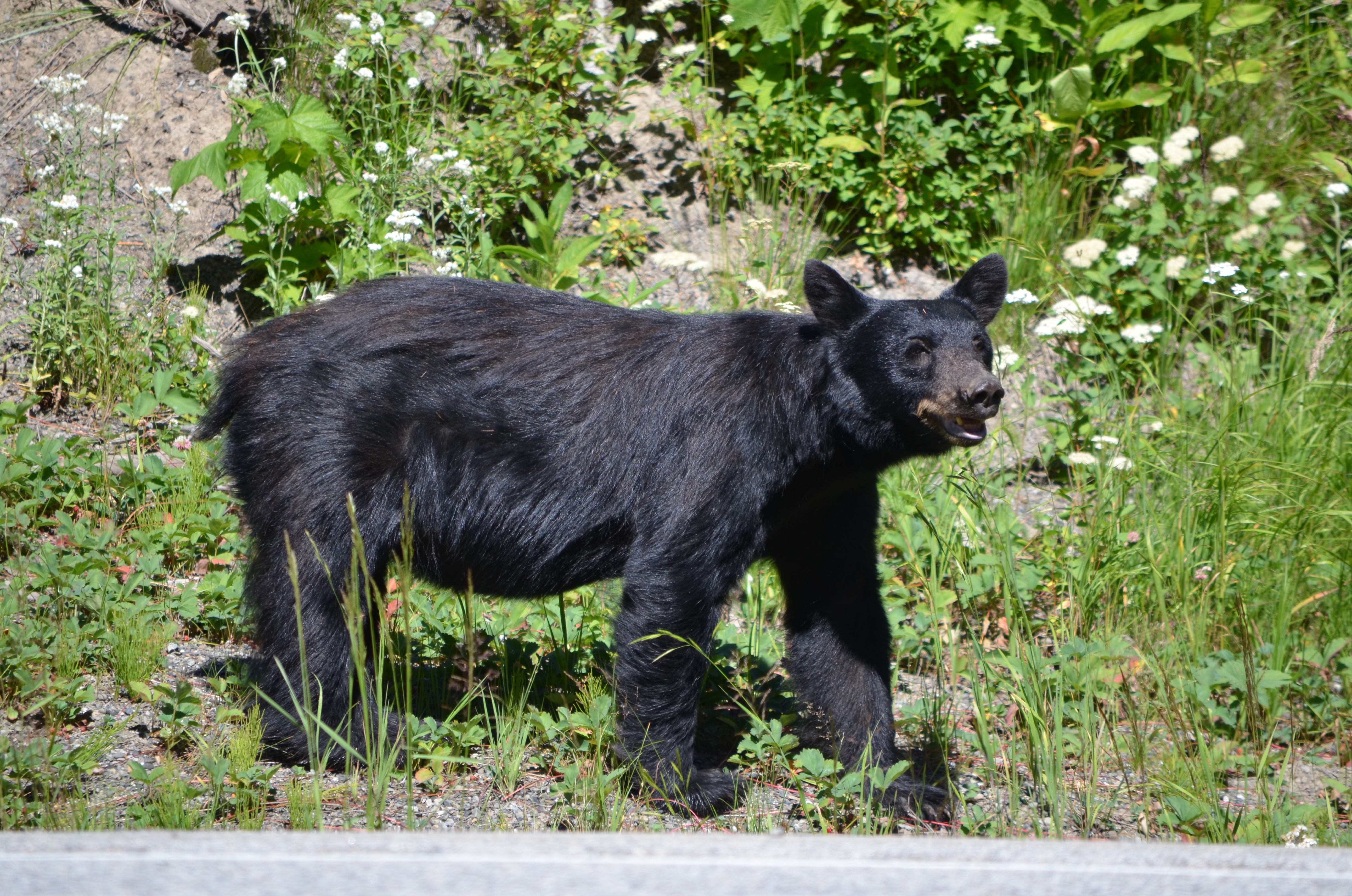 photos/wildlife/Mammal_Species/American_Black_Bear/DSC_0909.JPG