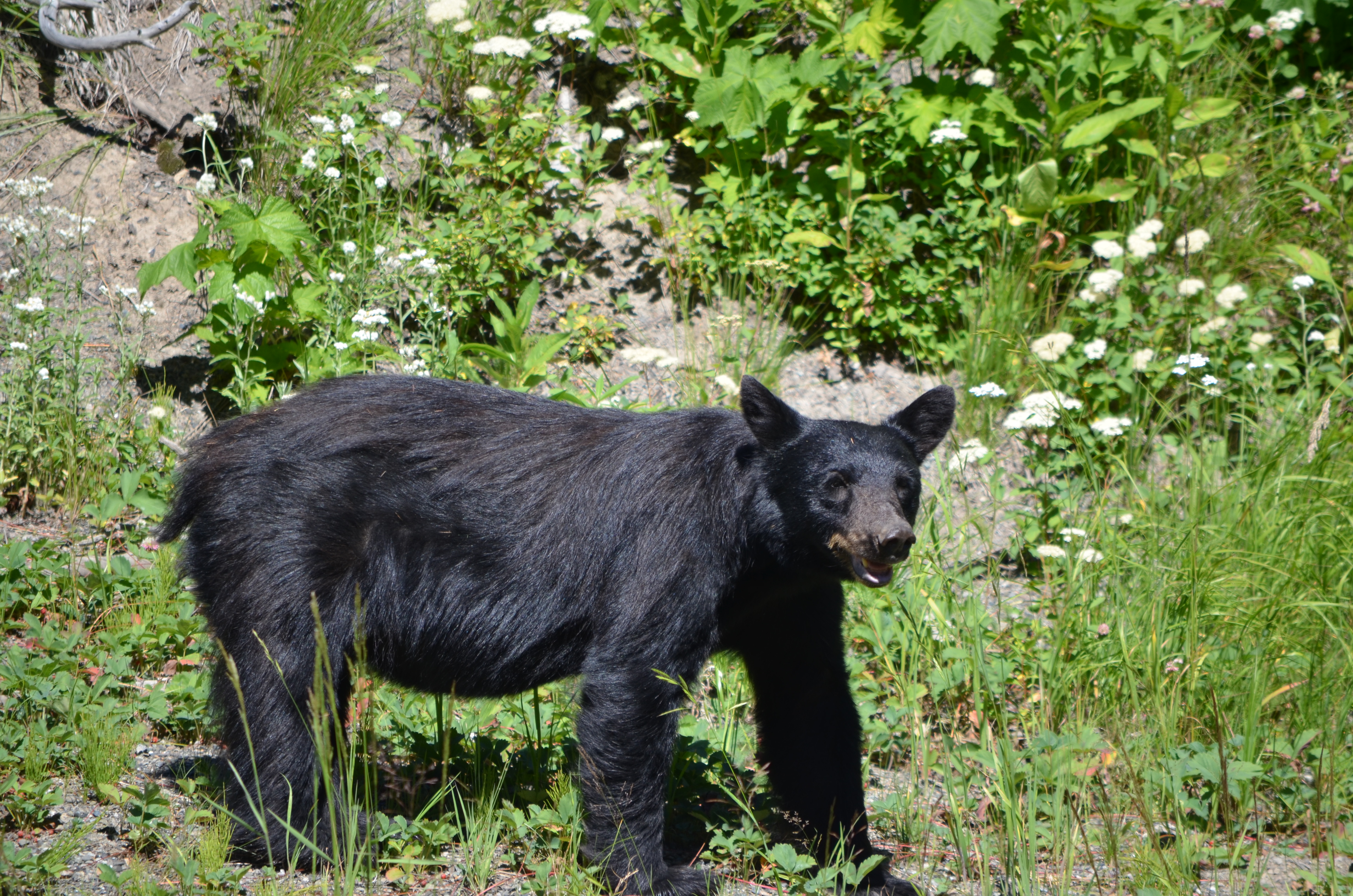photos/wildlife/Mammal_Species/American_Black_Bear/DSC_0910.JPG