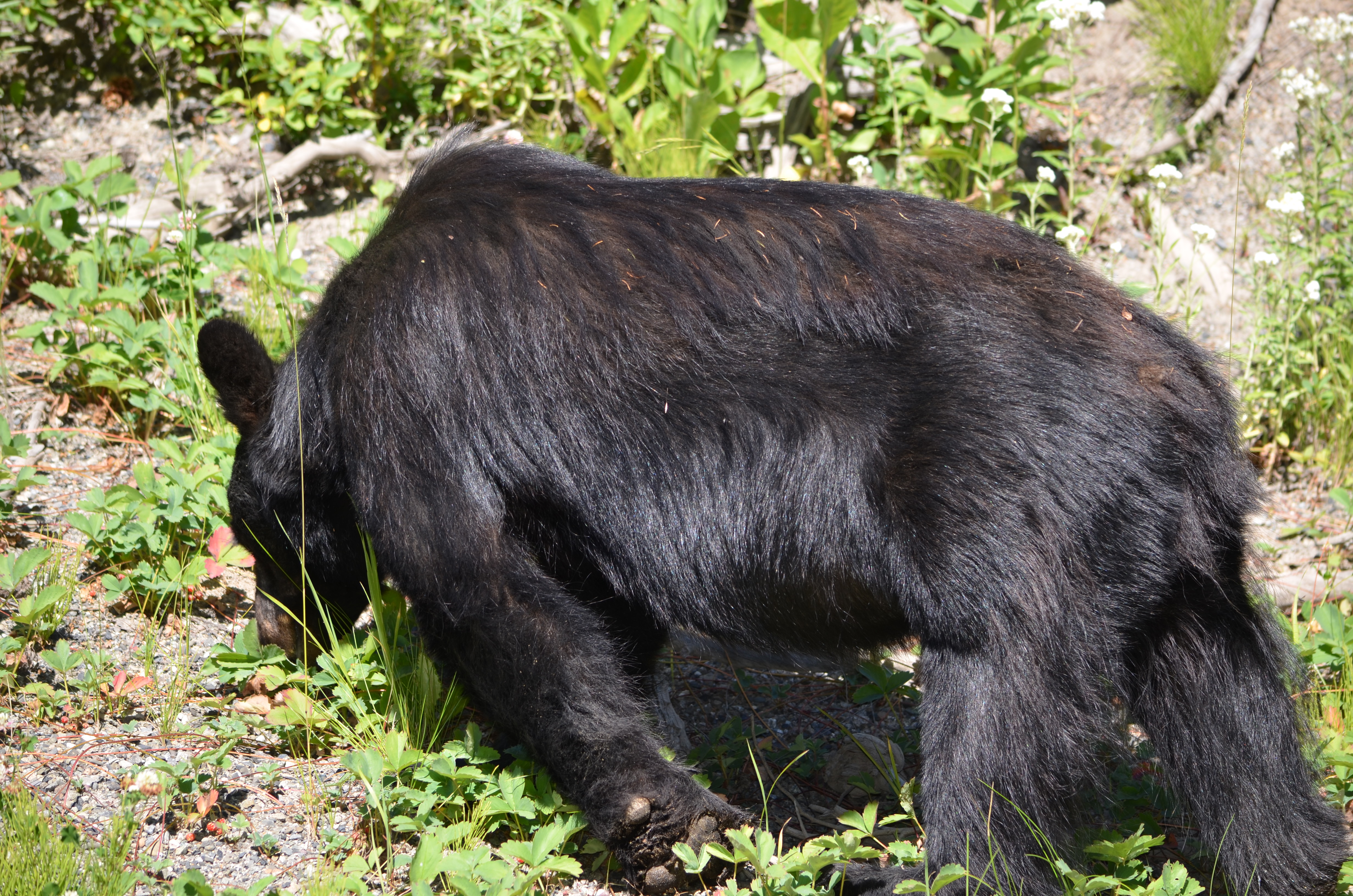 photos/wildlife/Mammal_Species/American_Black_Bear/DSC_0911.JPG