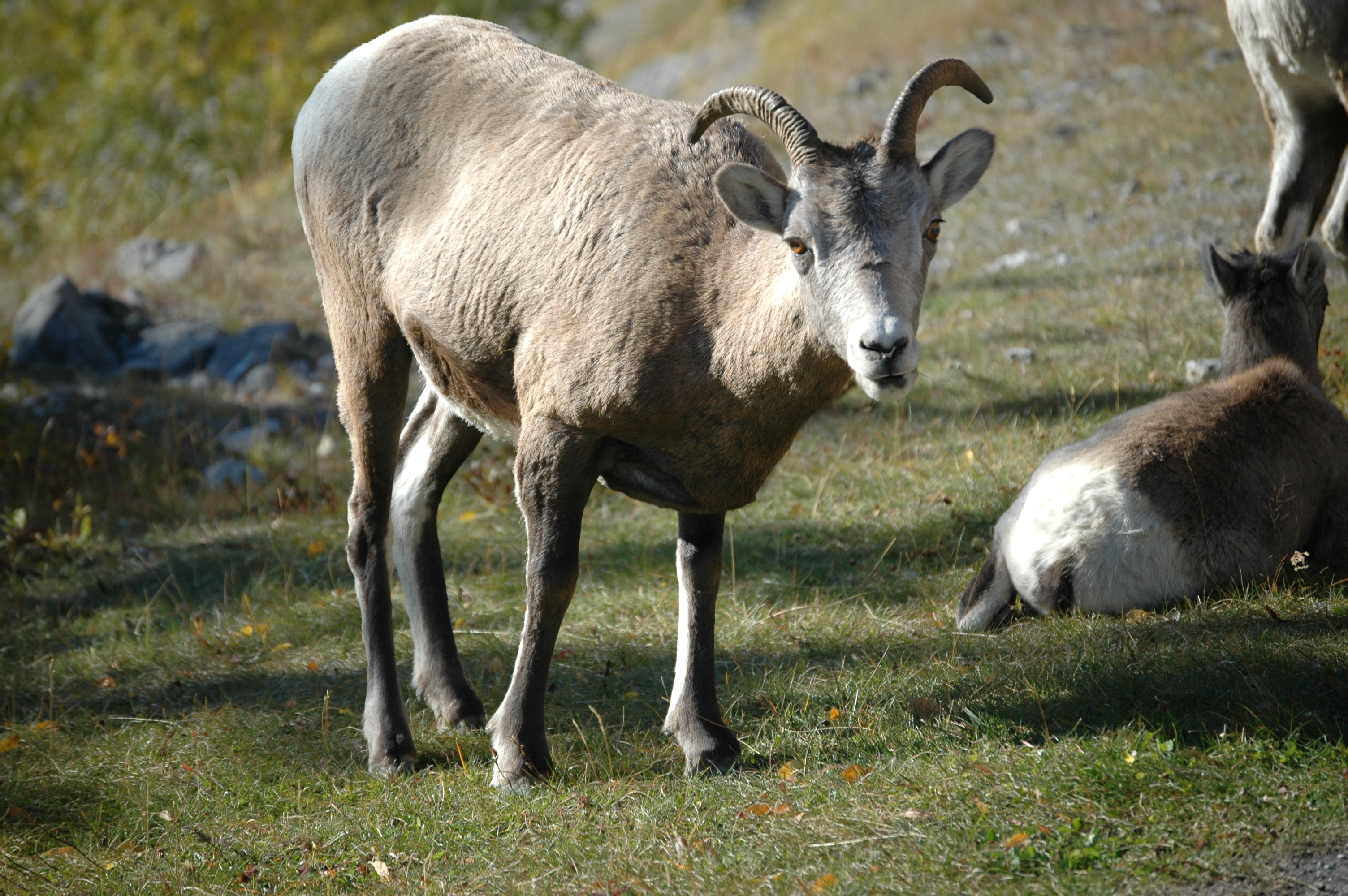 photos/wildlife/Mammal_Species/Big-Horn_Sheep/20070926-Canada-01.jpg