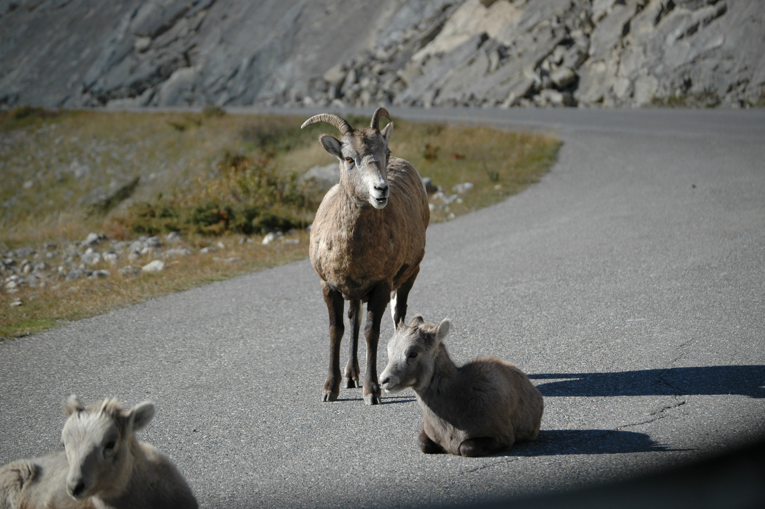 photos/wildlife/Mammal_Species/Big-Horn_Sheep/20070926-Canada-02.jpg