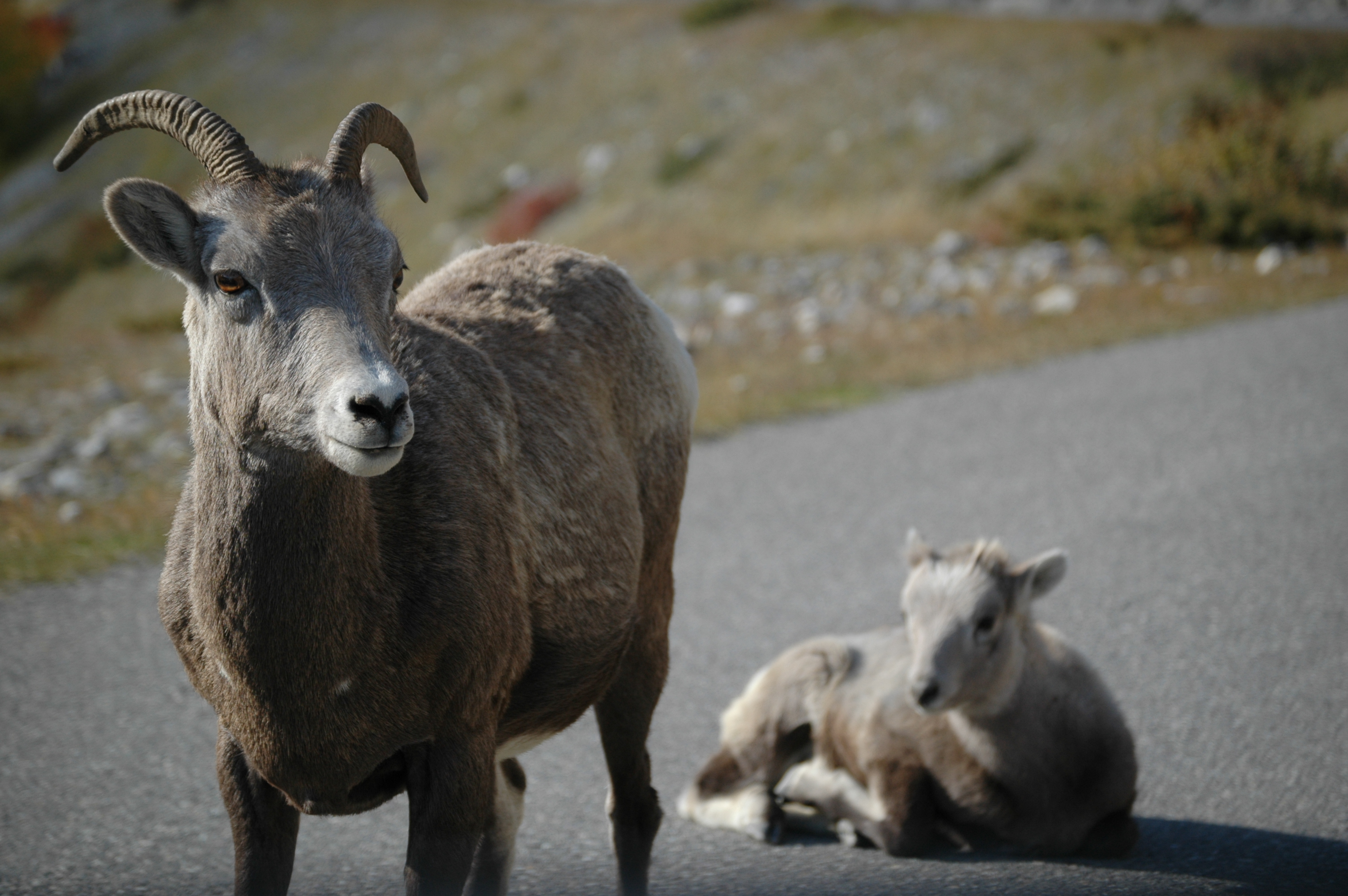 photos/wildlife/Mammal_Species/Big-Horn_Sheep/20070926-Canada-03.jpg
