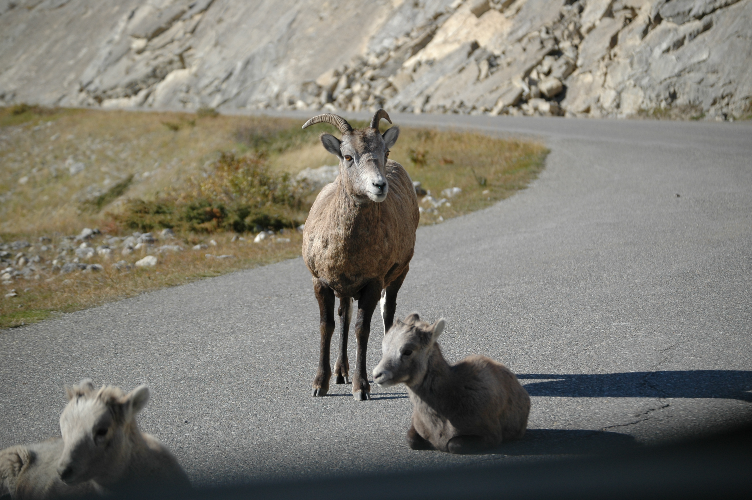 photos/wildlife/Mammal_Species/Big-Horn_Sheep/20070926-Canada-04.jpg