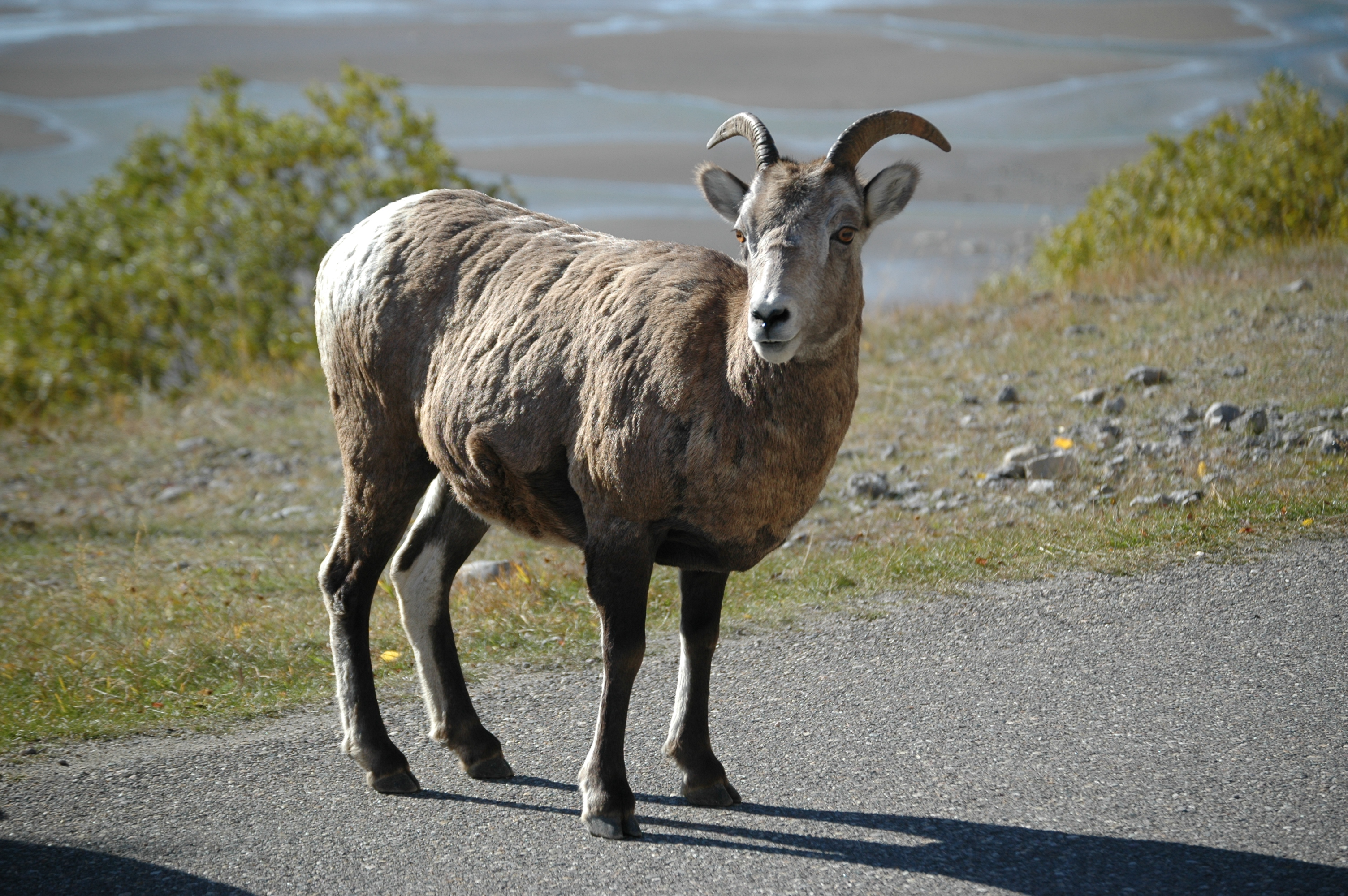 photos/wildlife/Mammal_Species/Big-Horn_Sheep/20070926-Canada-05.jpg