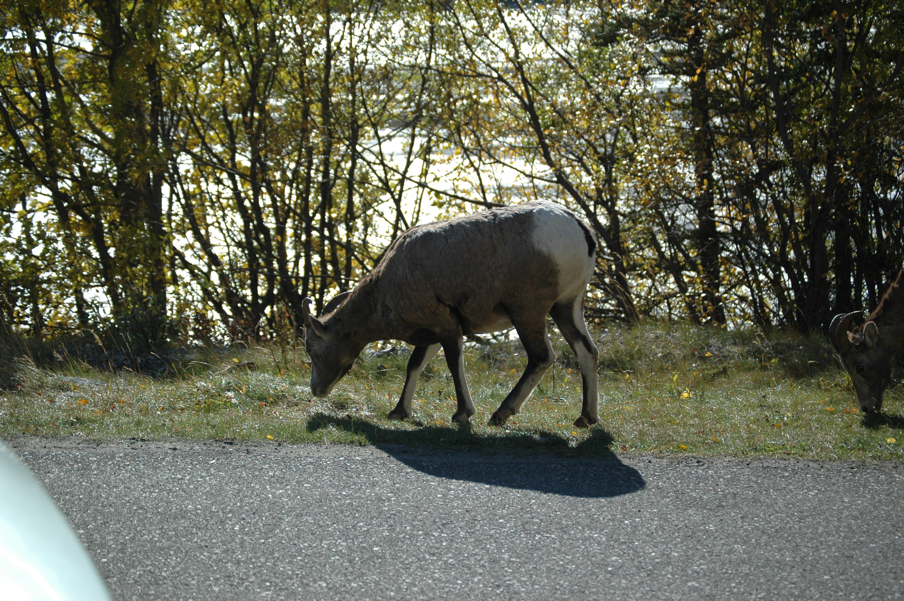 photos/wildlife/Mammal_Species/Big-Horn_Sheep/20070926-Canada-06.jpg