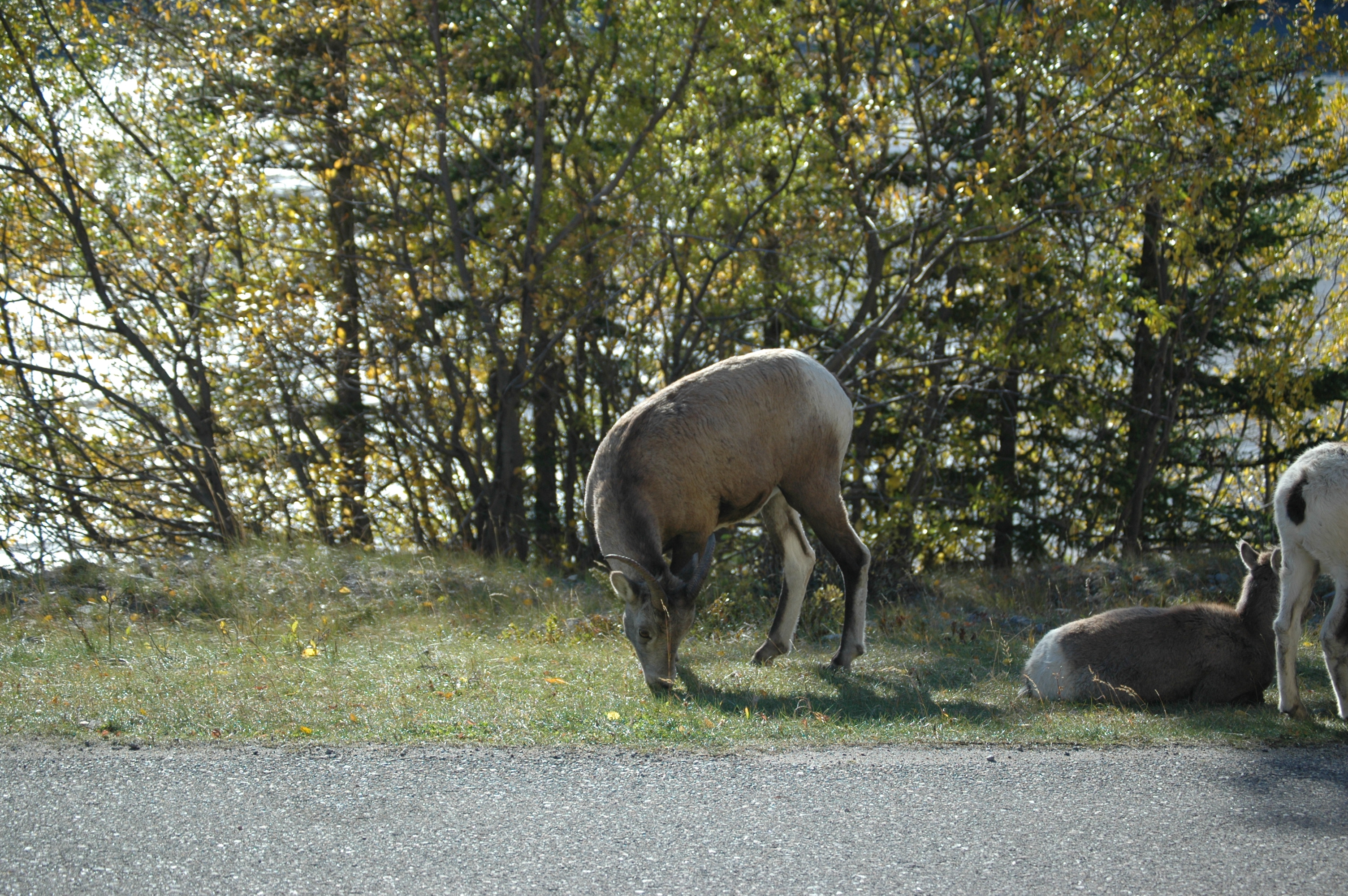 photos/wildlife/Mammal_Species/Big-Horn_Sheep/20070926-Canada-07.jpg