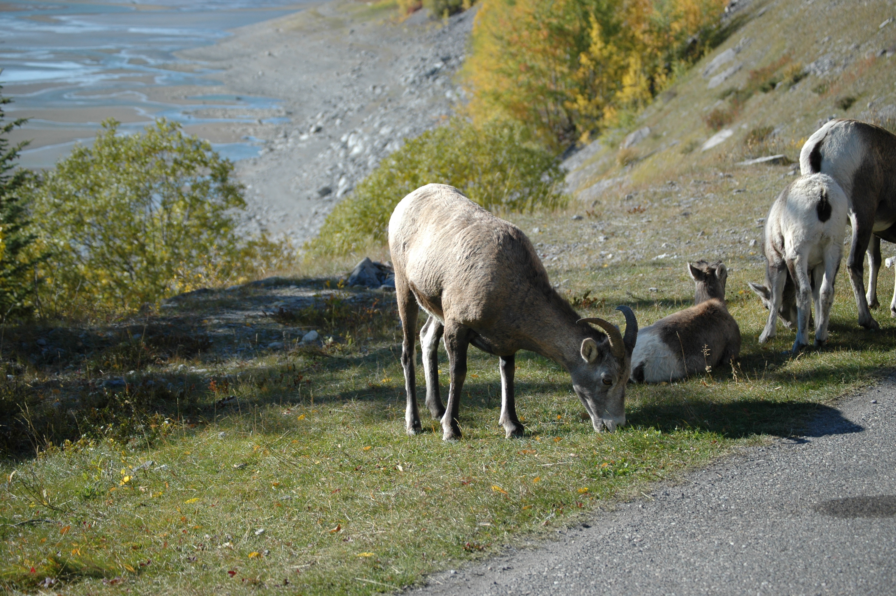 photos/wildlife/Mammal_Species/Big-Horn_Sheep/20070926-Canada-08.jpg