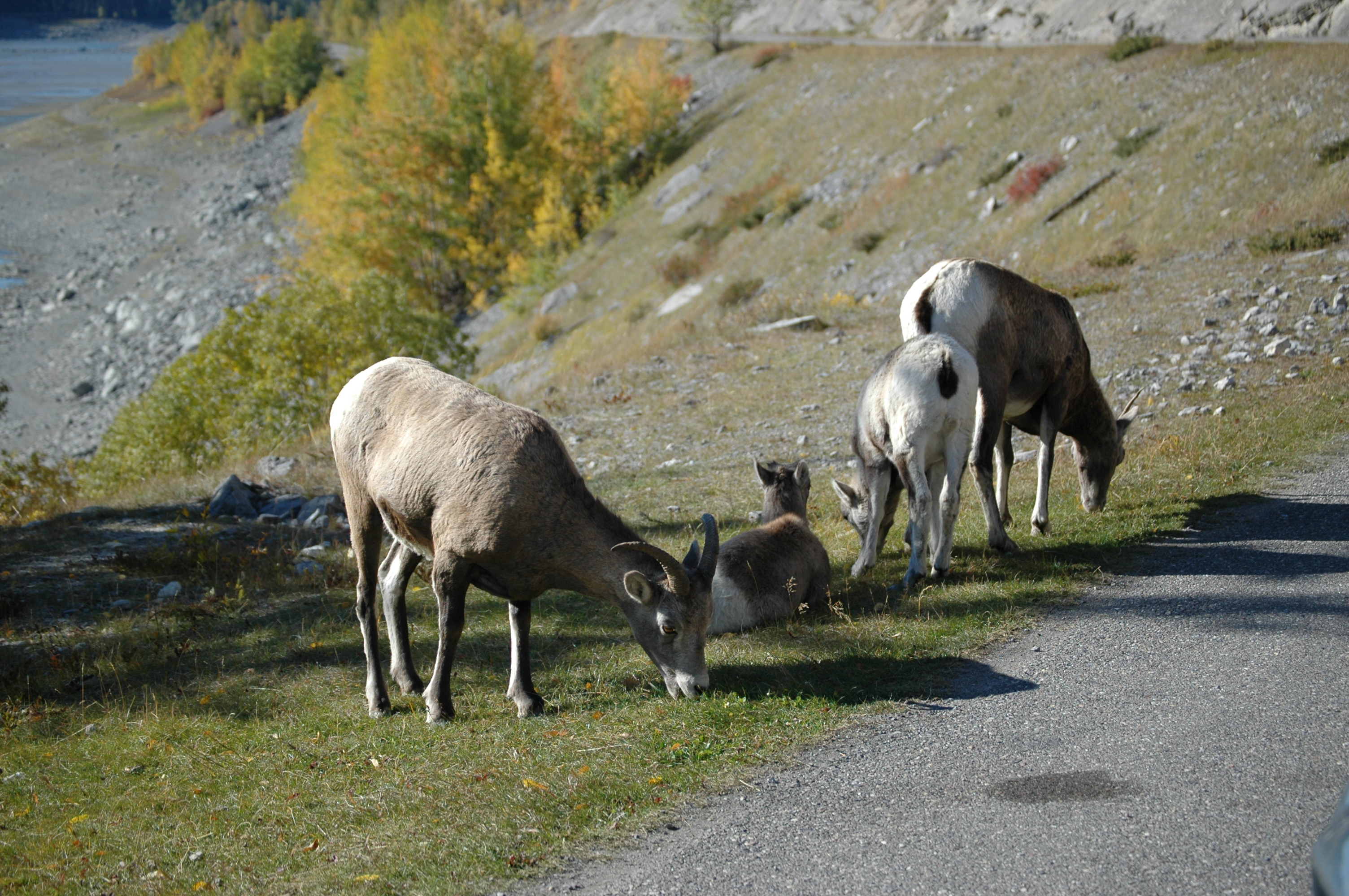 photos/wildlife/Mammal_Species/Big-Horn_Sheep/20070926-Canada-09.jpg