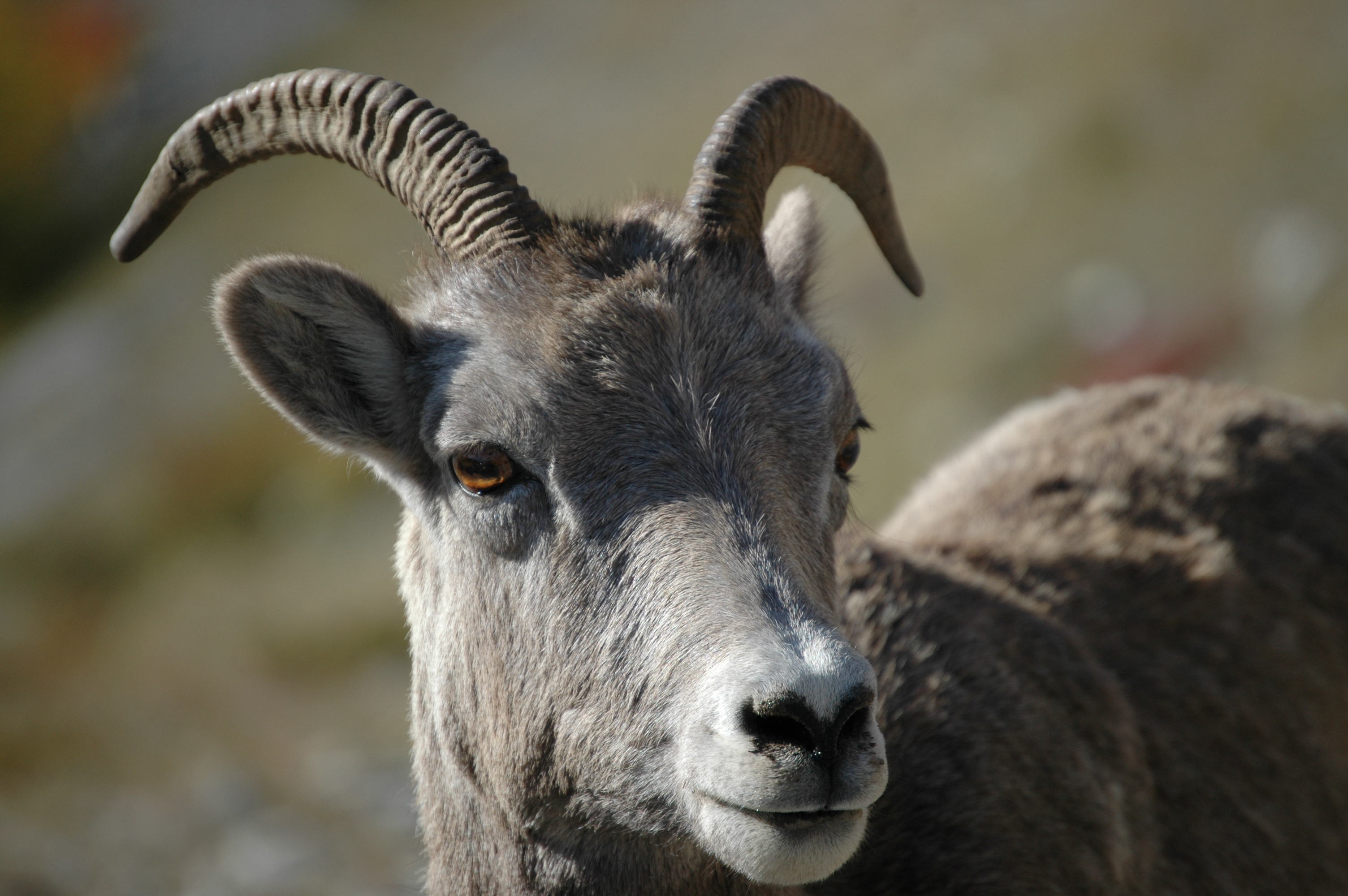 photos/wildlife/Mammal_Species/Big-Horn_Sheep/20070926-Canada-10.jpg