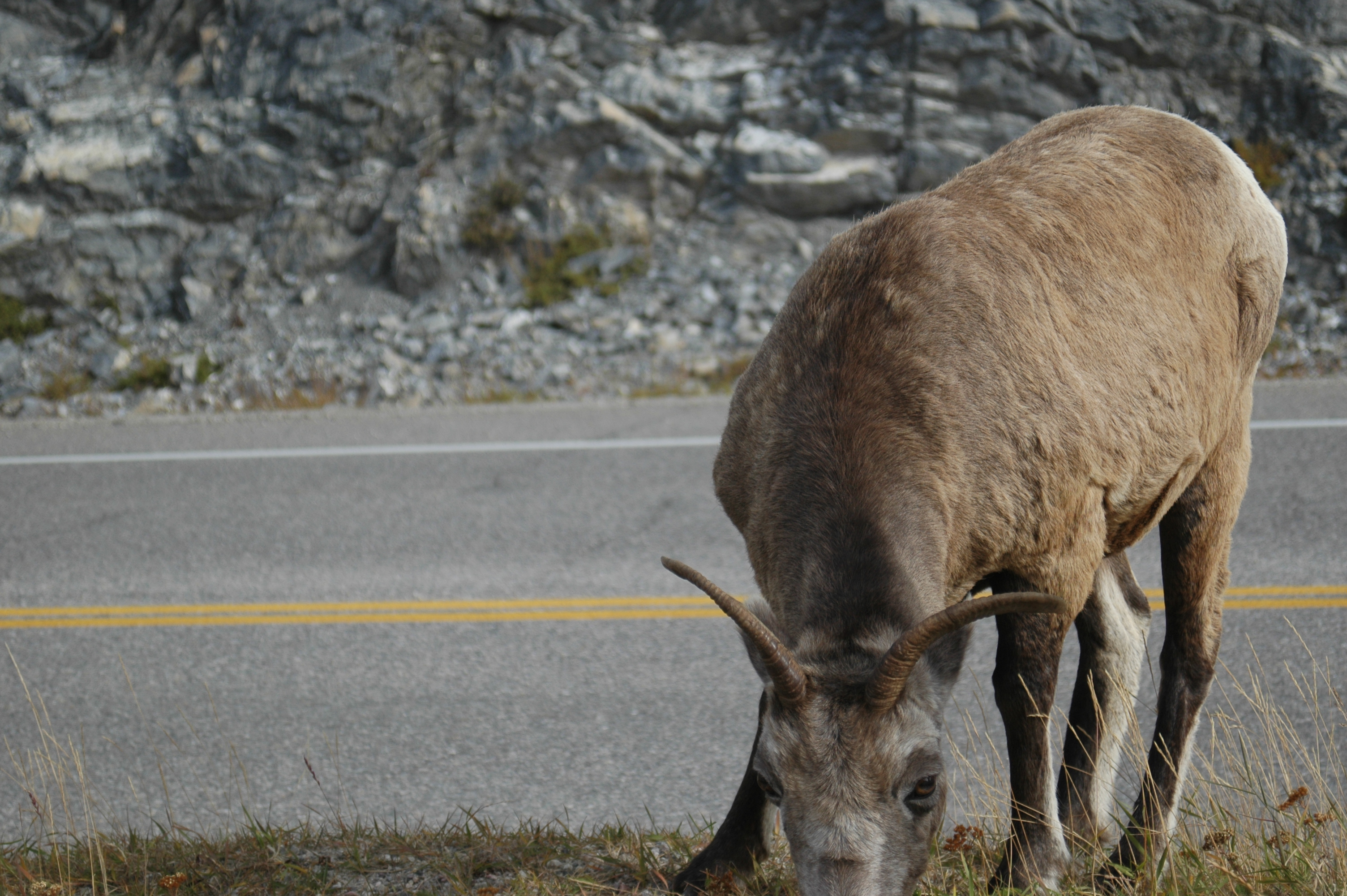 photos/wildlife/Mammal_Species/Big-Horn_Sheep/20070927-Canada-01.jpg