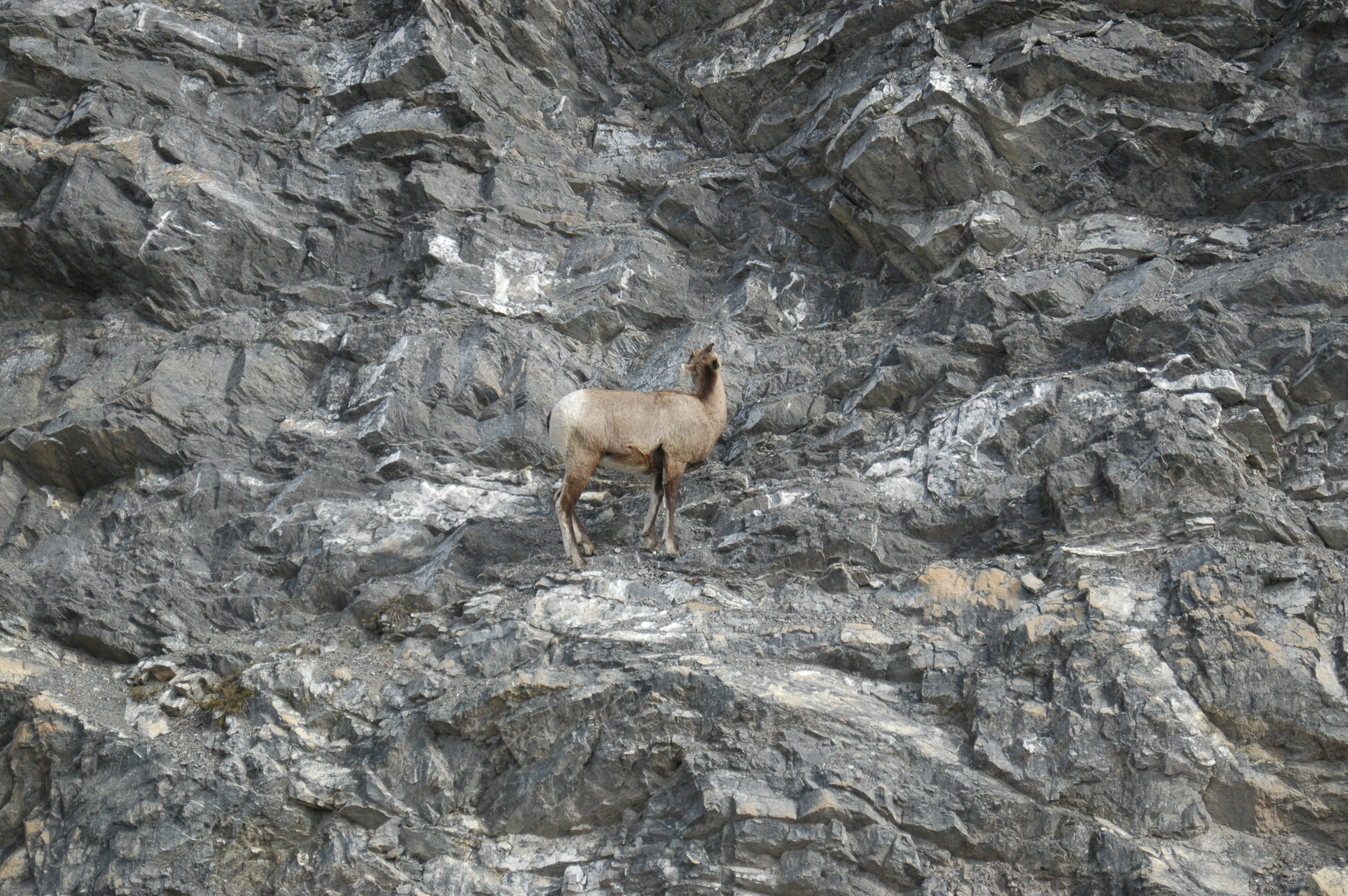 photos/wildlife/Mammal_Species/Big-Horn_Sheep/20070927-Canada-02.jpg