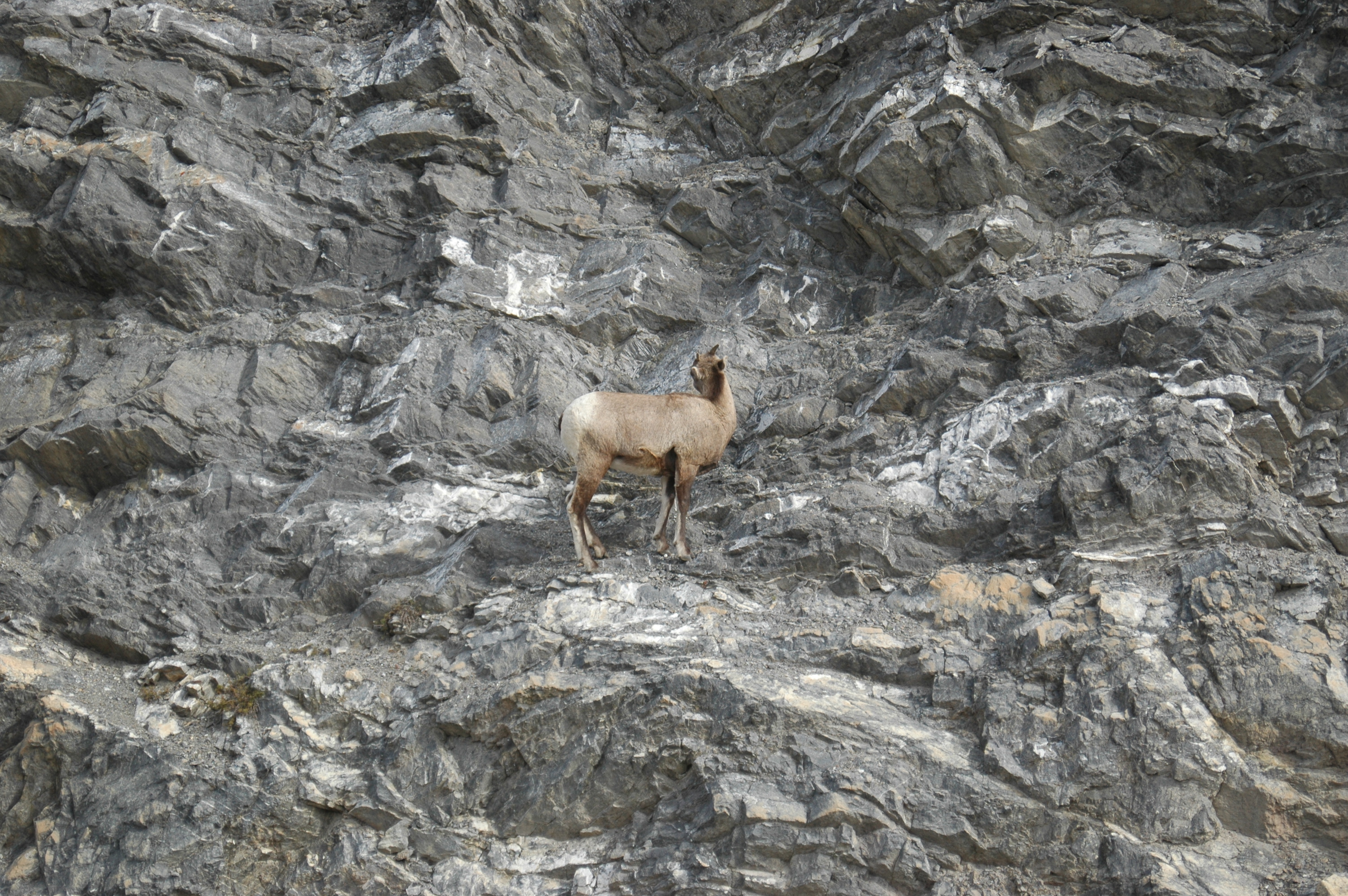 photos/wildlife/Mammal_Species/Big-Horn_Sheep/20070927-Canada-03.jpg