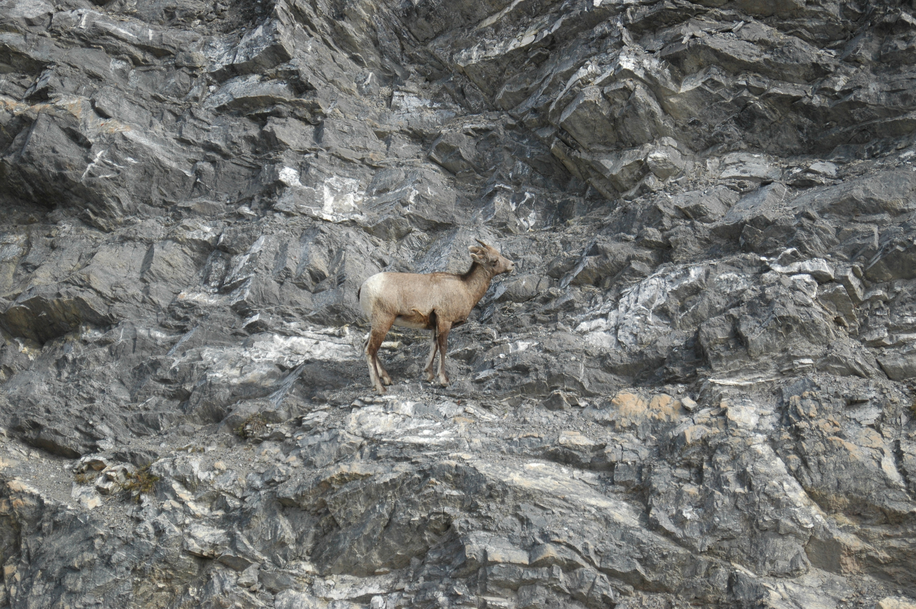 photos/wildlife/Mammal_Species/Big-Horn_Sheep/20070927-Canada-04.jpg