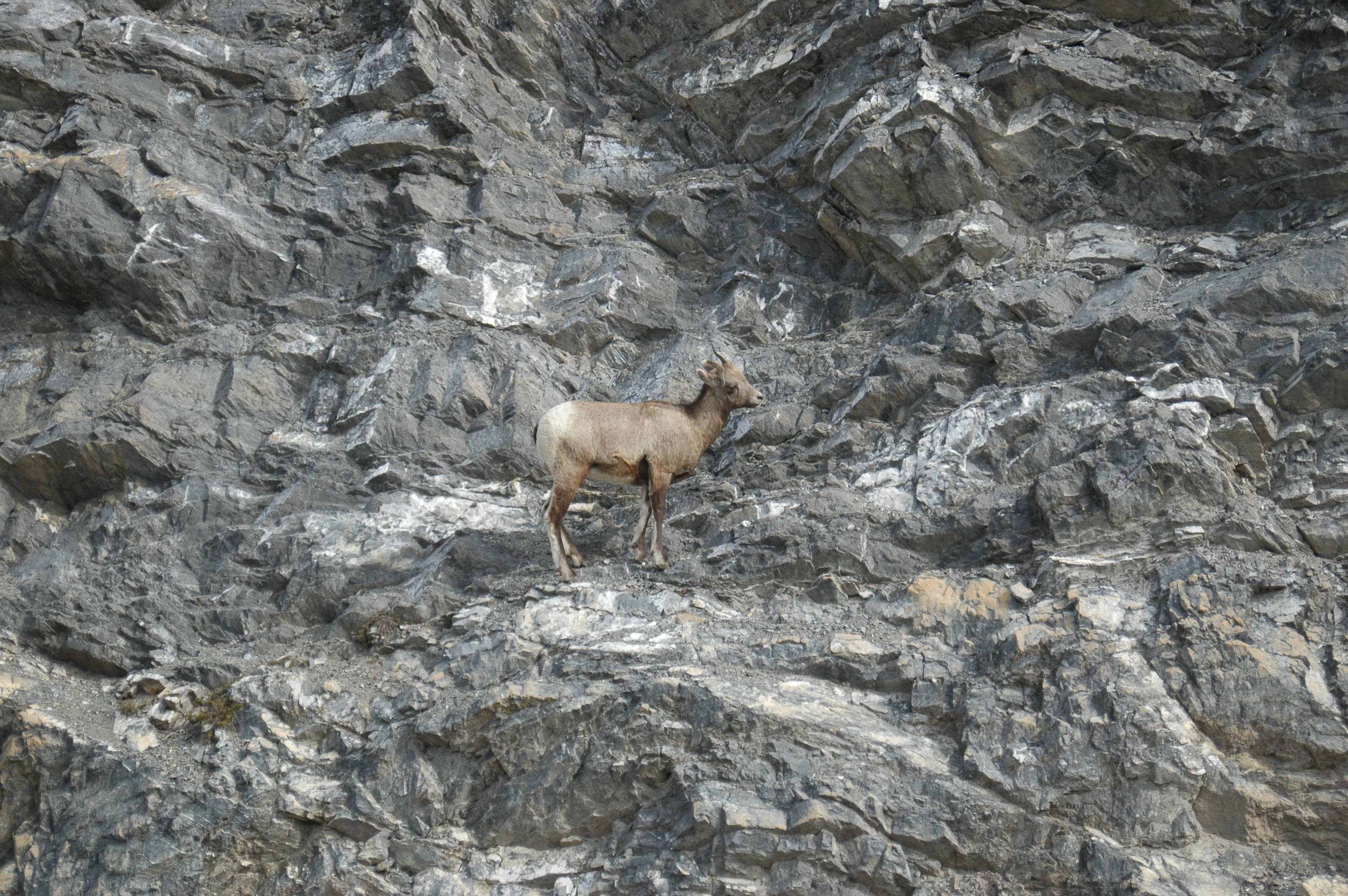 photos/wildlife/Mammal_Species/Big-Horn_Sheep/20070927-Canada-05.jpg