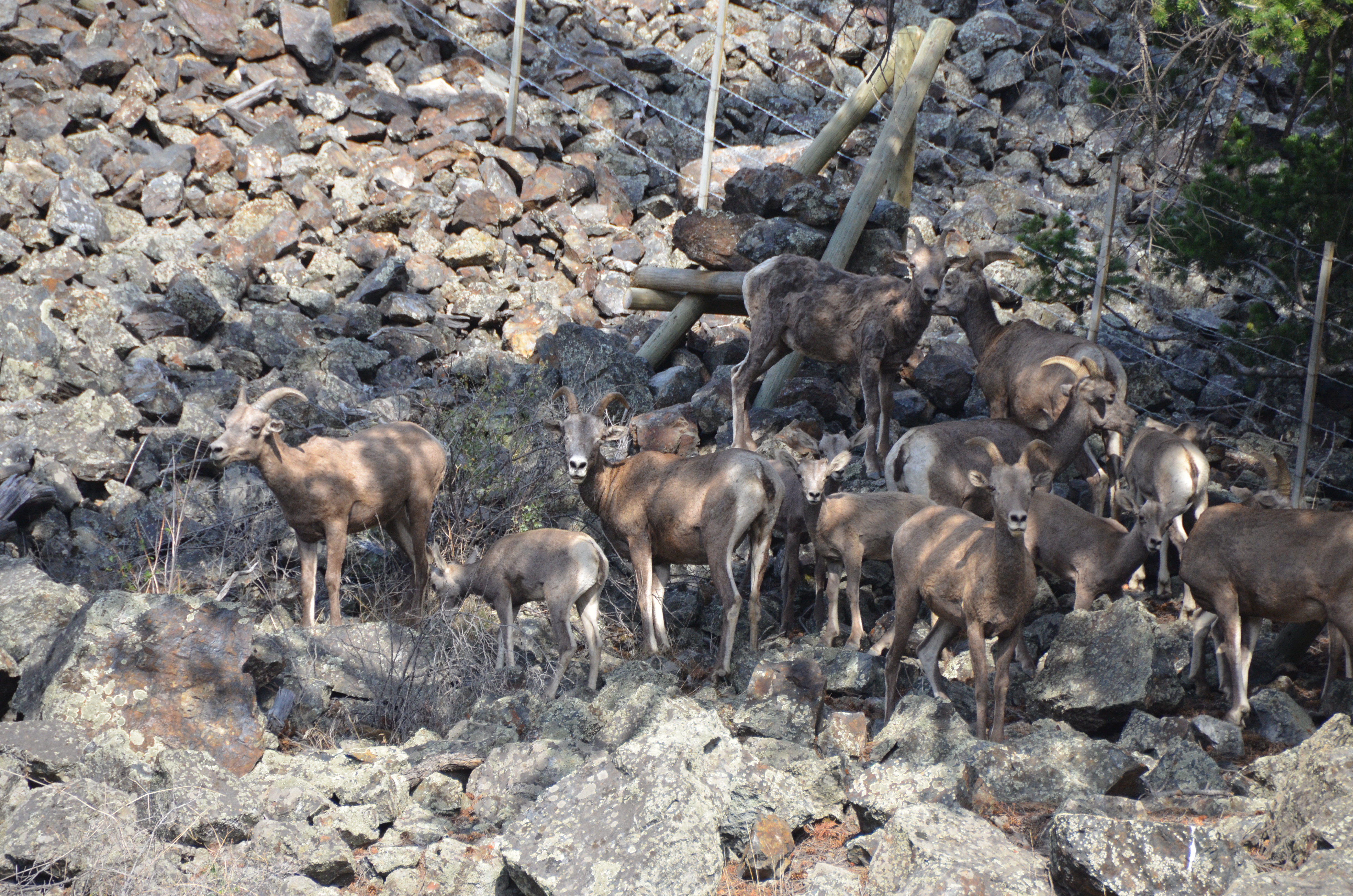 photos/wildlife/Mammal_Species/Big-Horn_Sheep/DSC_0889.JPG