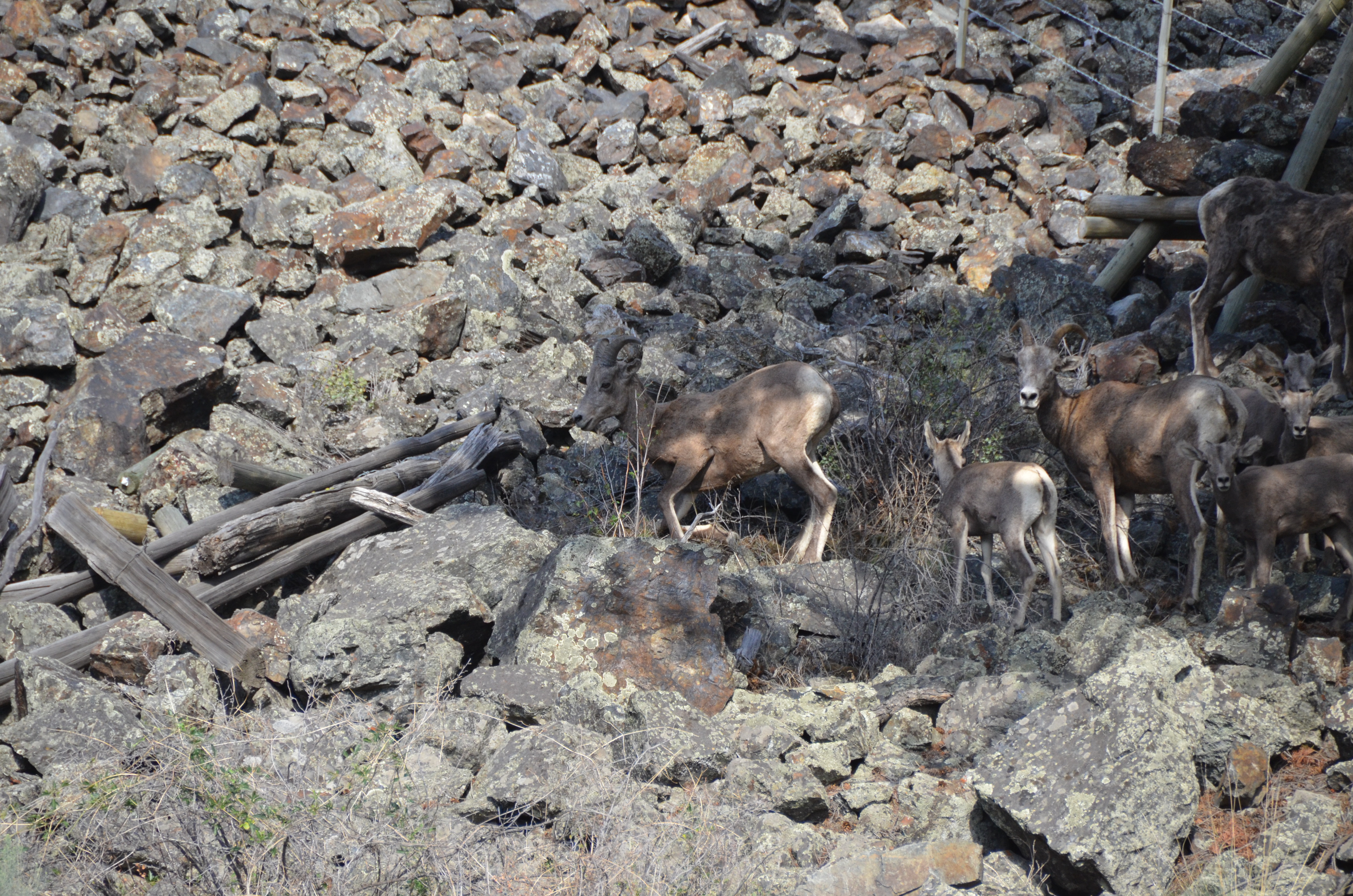 photos/wildlife/Mammal_Species/Big-Horn_Sheep/DSC_0890.JPG