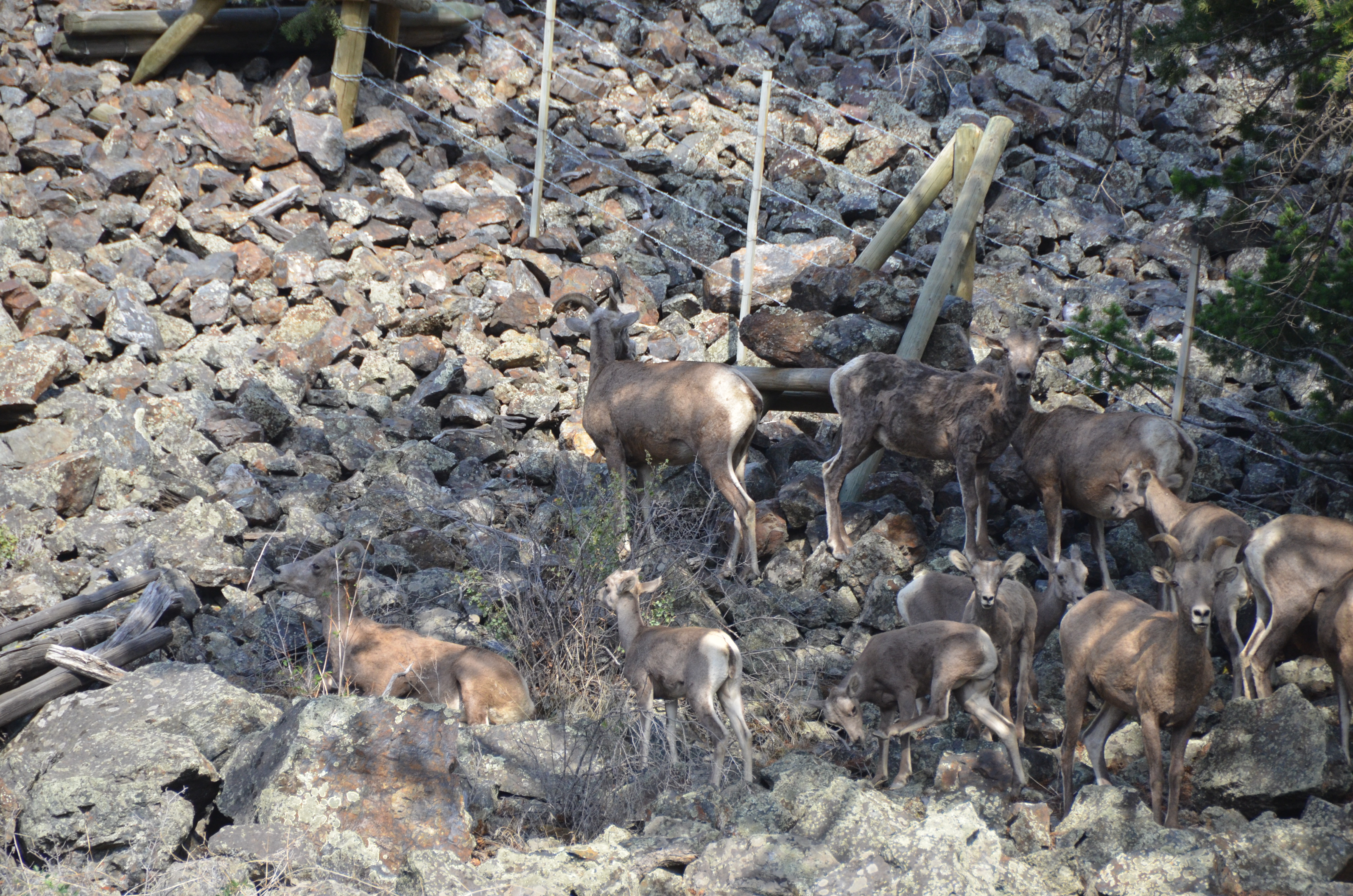 photos/wildlife/Mammal_Species/Big-Horn_Sheep/DSC_0891.JPG