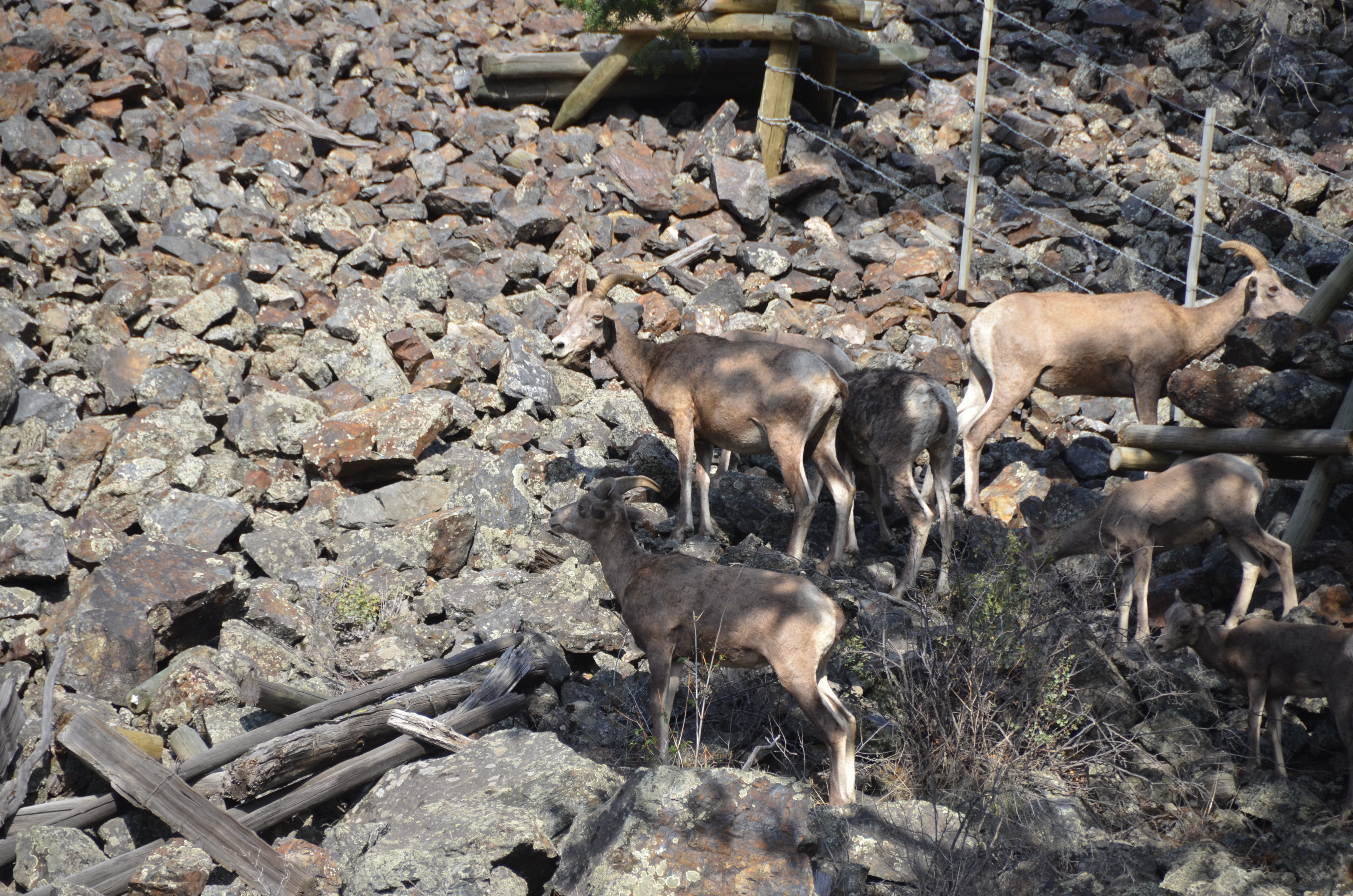 photos/wildlife/Mammal_Species/Big-Horn_Sheep/DSC_0892.JPG