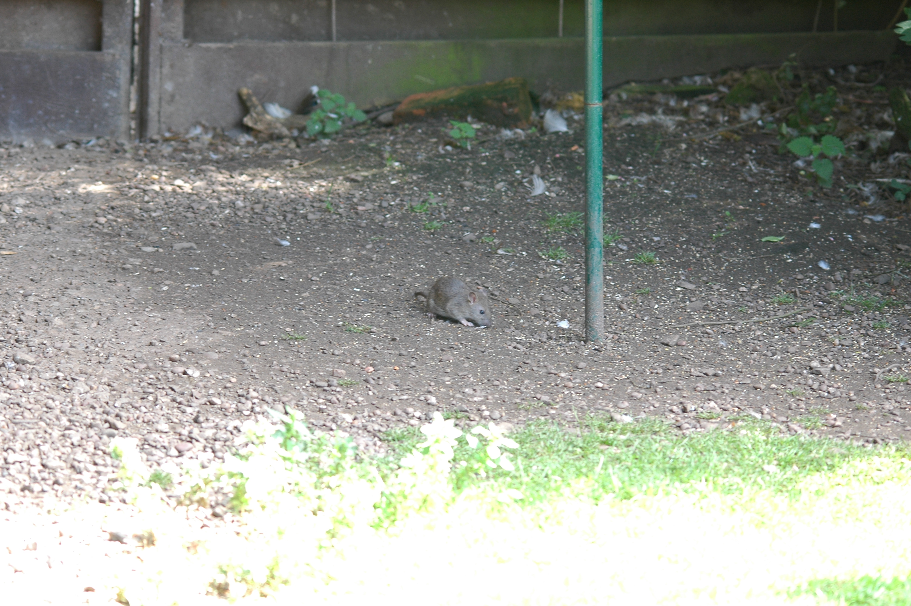 photos/wildlife/Mammal_Species/Brown_Rat/dsc_2120.jpg