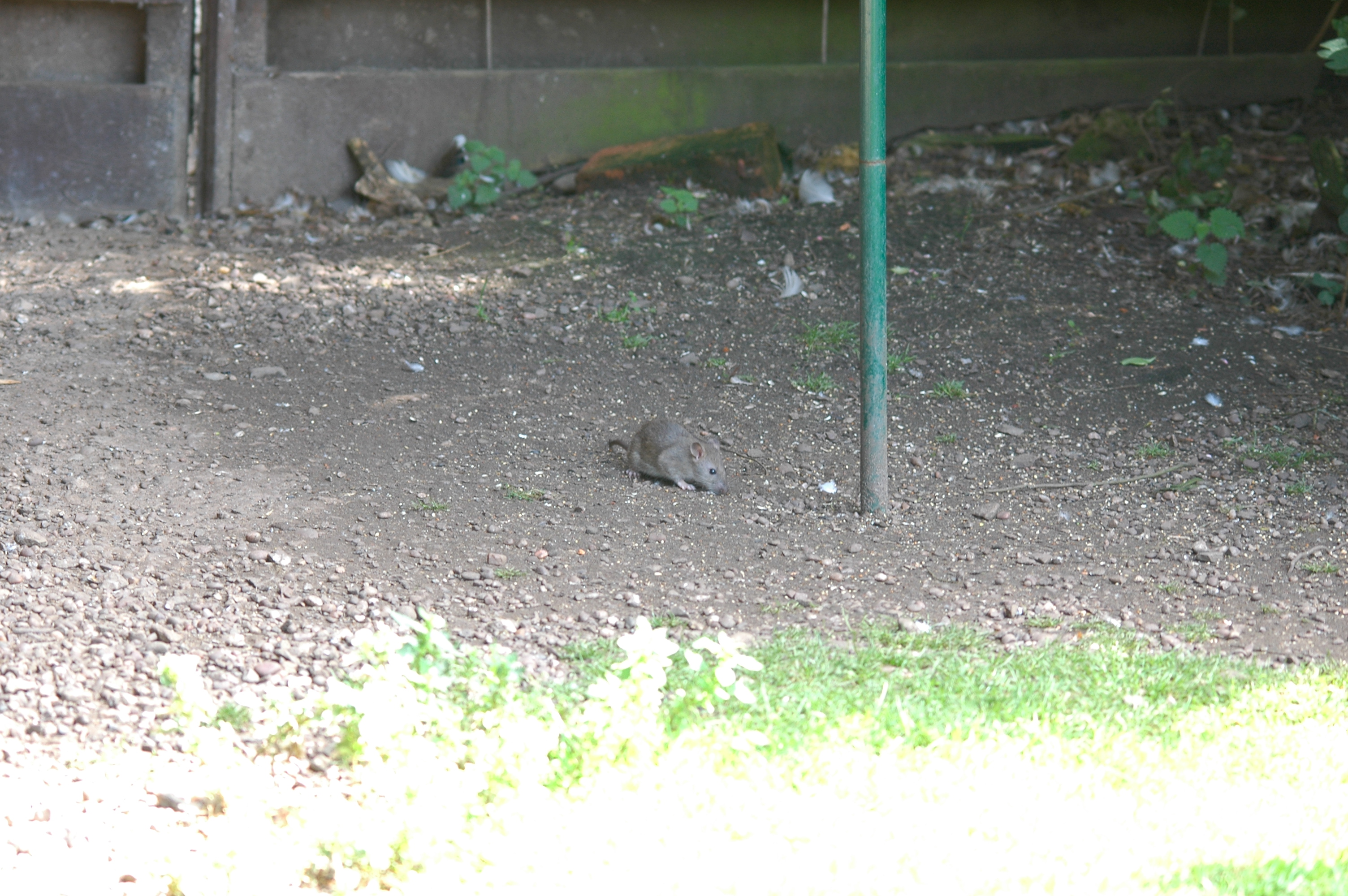 photos/wildlife/Mammal_Species/Brown_Rat/dsc_2121.jpg