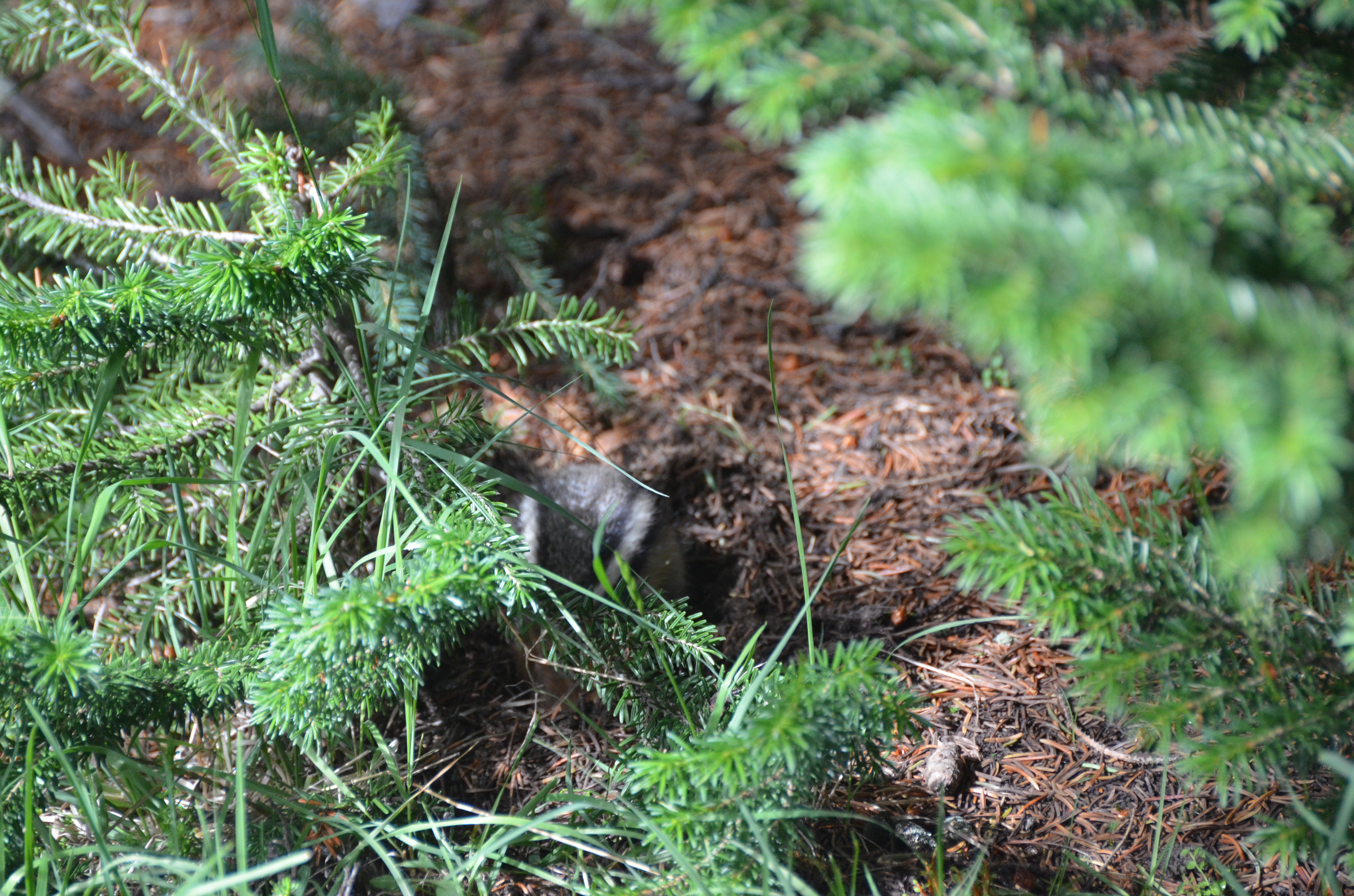 photos/wildlife/Mammal_Species/Chipmunk/DSC_0772.JPG