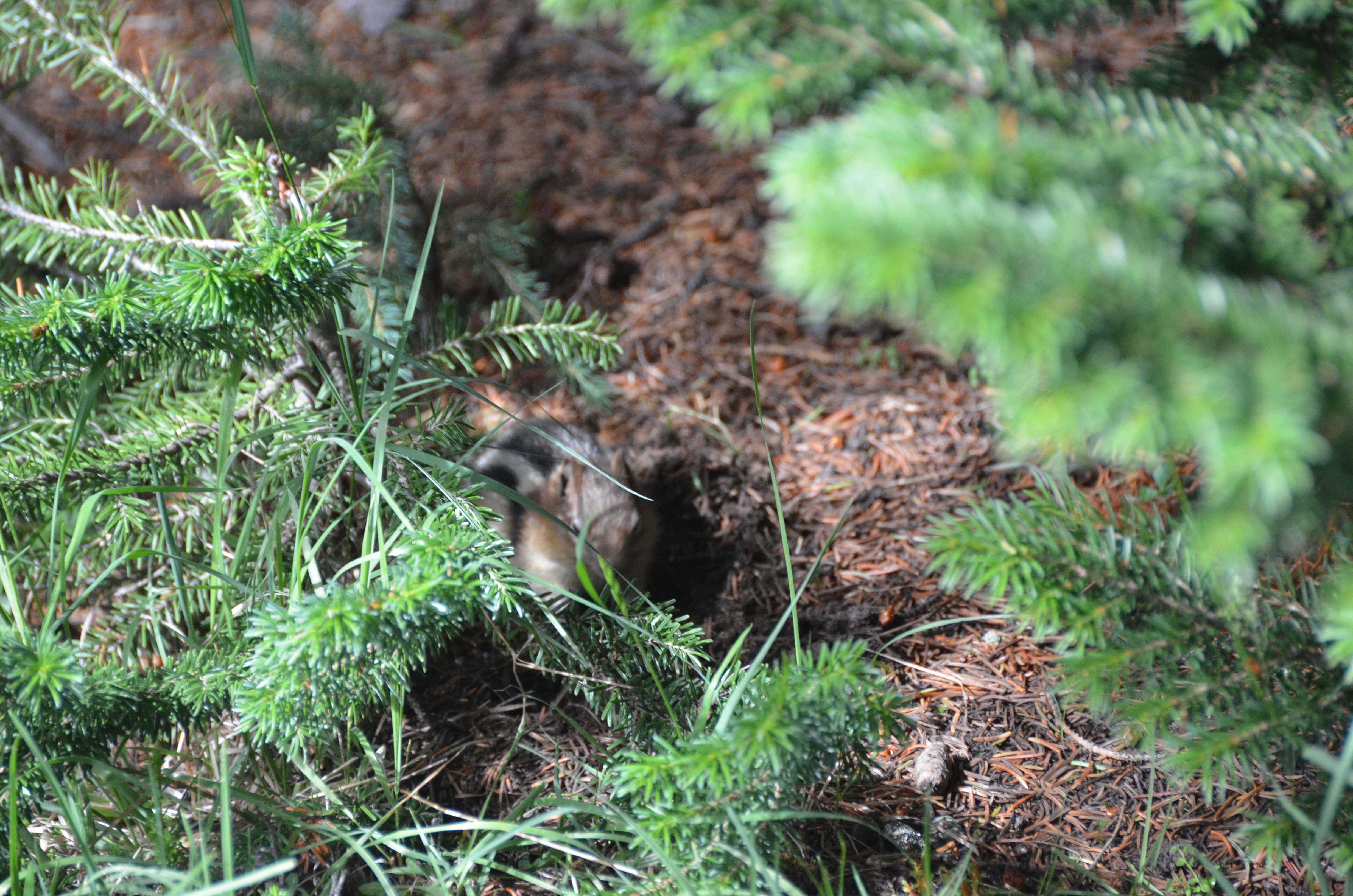 photos/wildlife/Mammal_Species/Chipmunk/DSC_0773.JPG