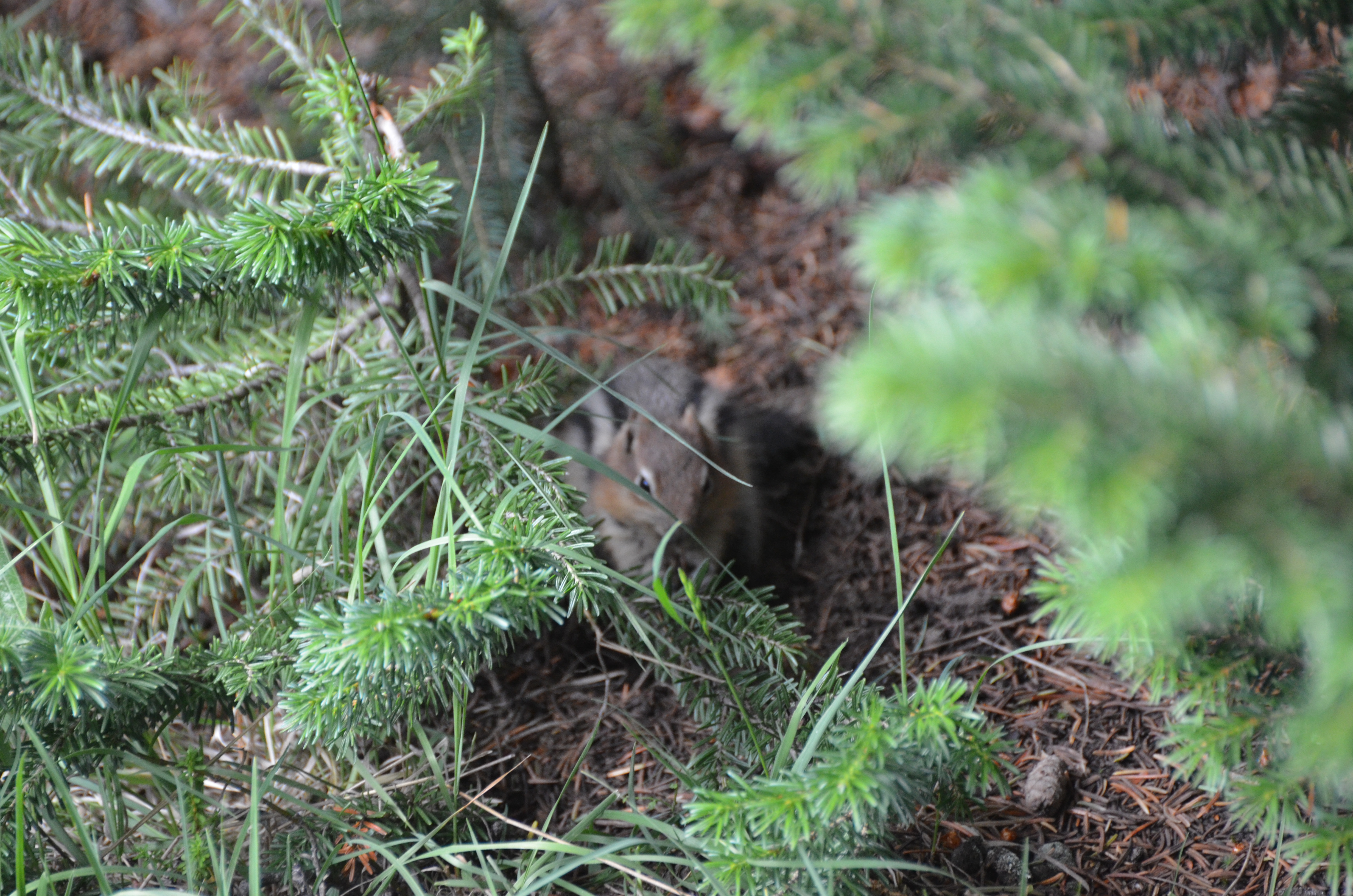 photos/wildlife/Mammal_Species/Chipmunk/DSC_0774.JPG