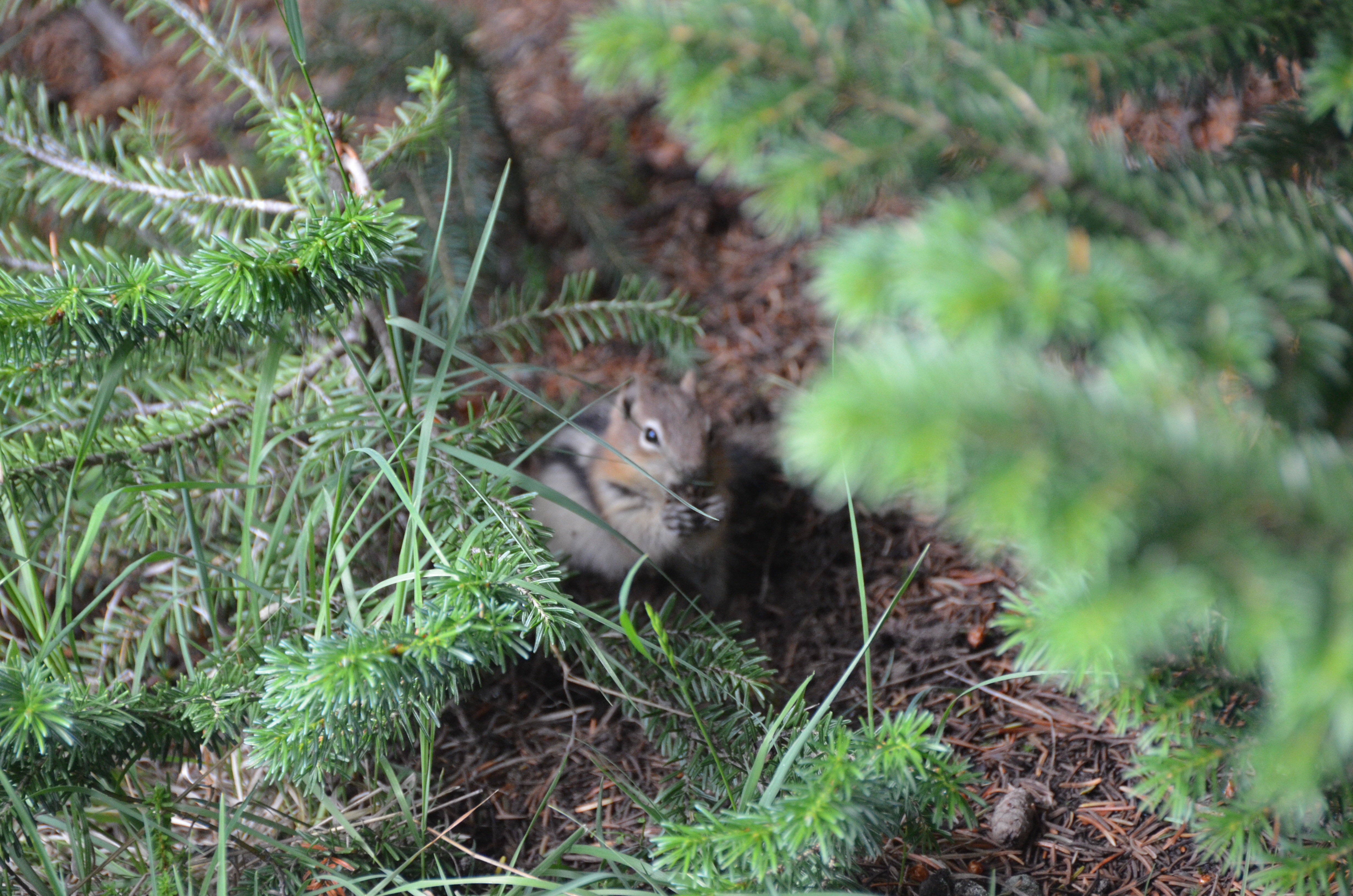 photos/wildlife/Mammal_Species/Chipmunk/DSC_0775.JPG