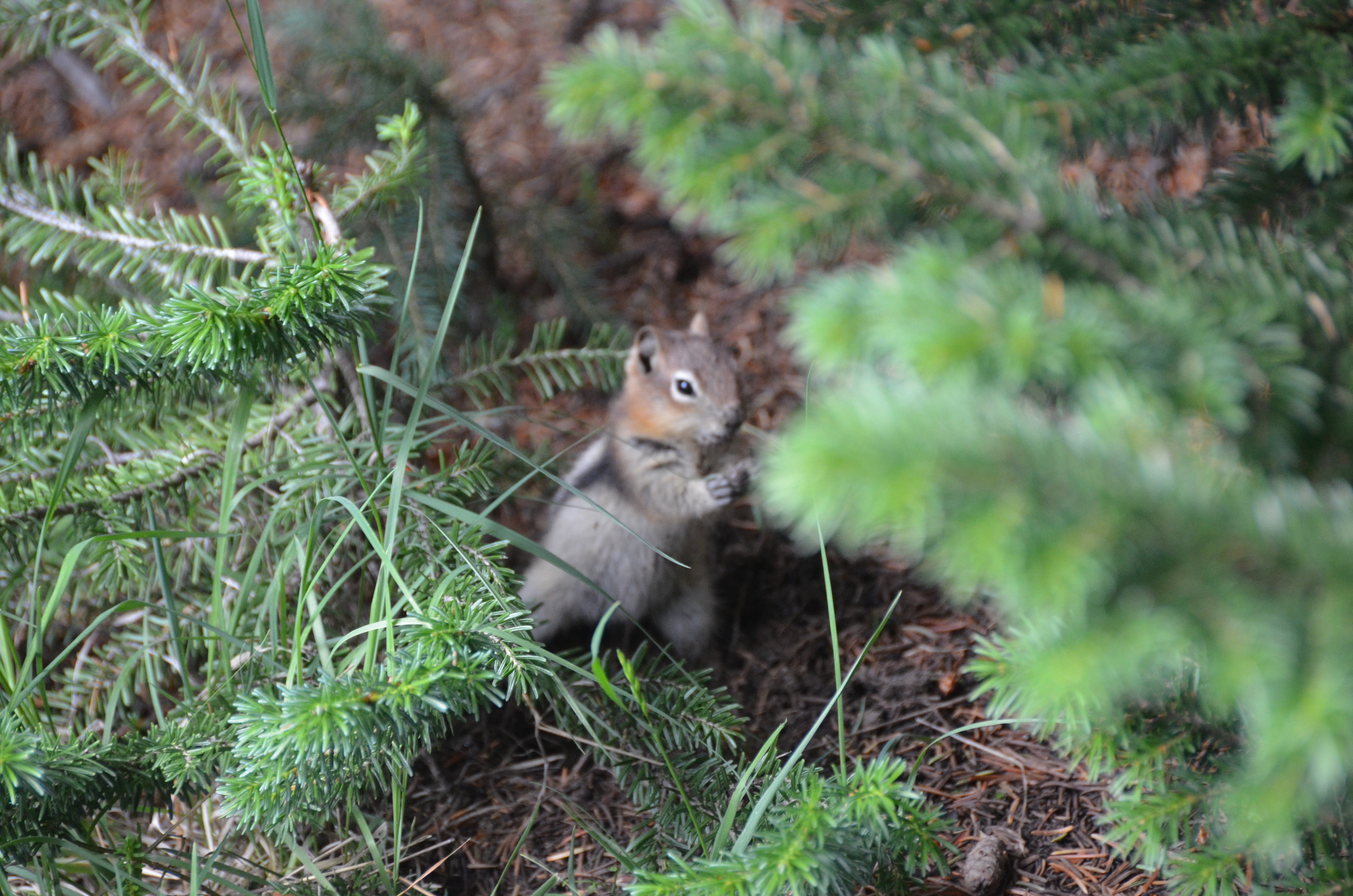 photos/wildlife/Mammal_Species/Chipmunk/DSC_0776.JPG
