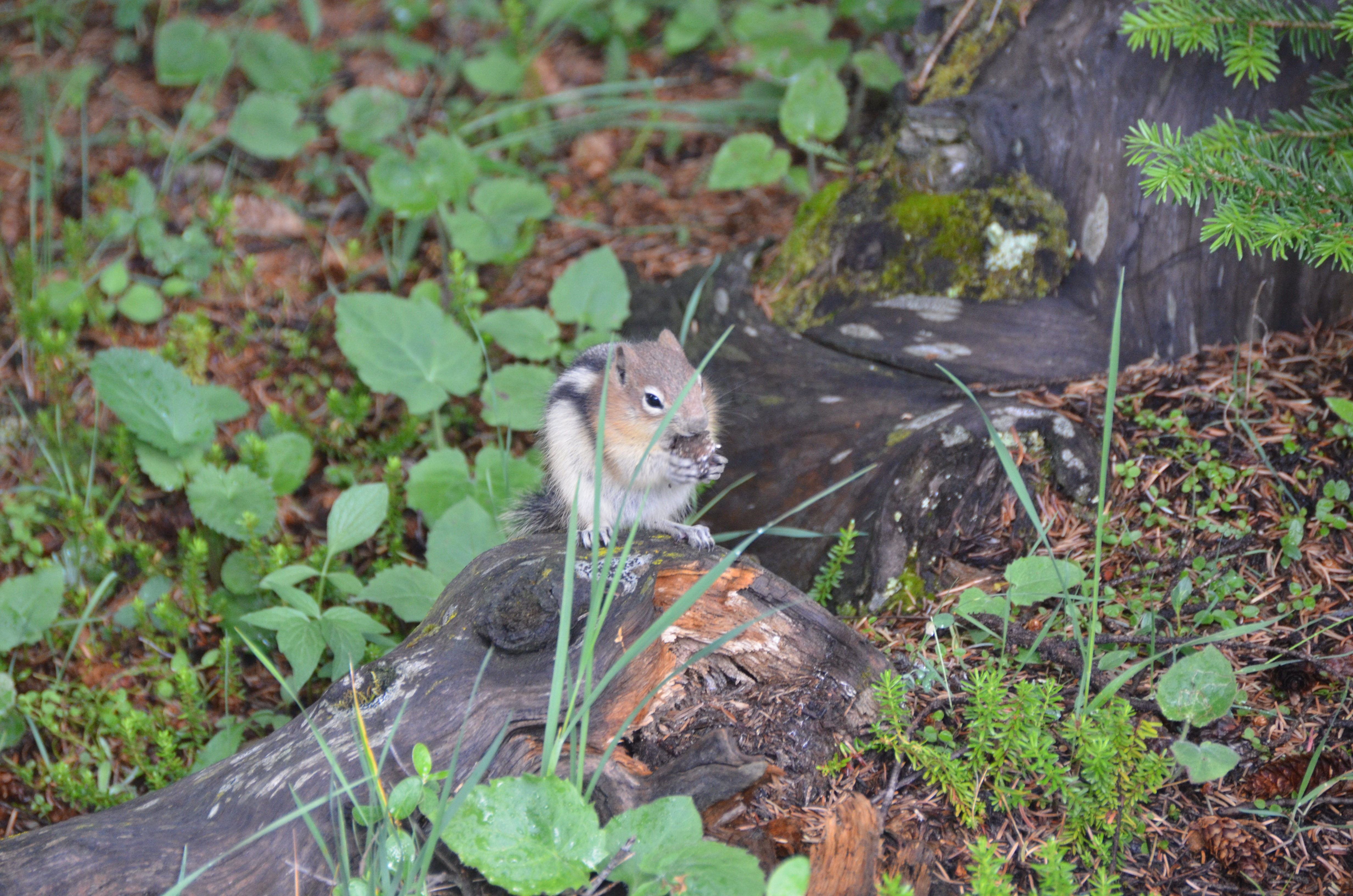 photos/wildlife/Mammal_Species/Chipmunk/DSC_0777.JPG