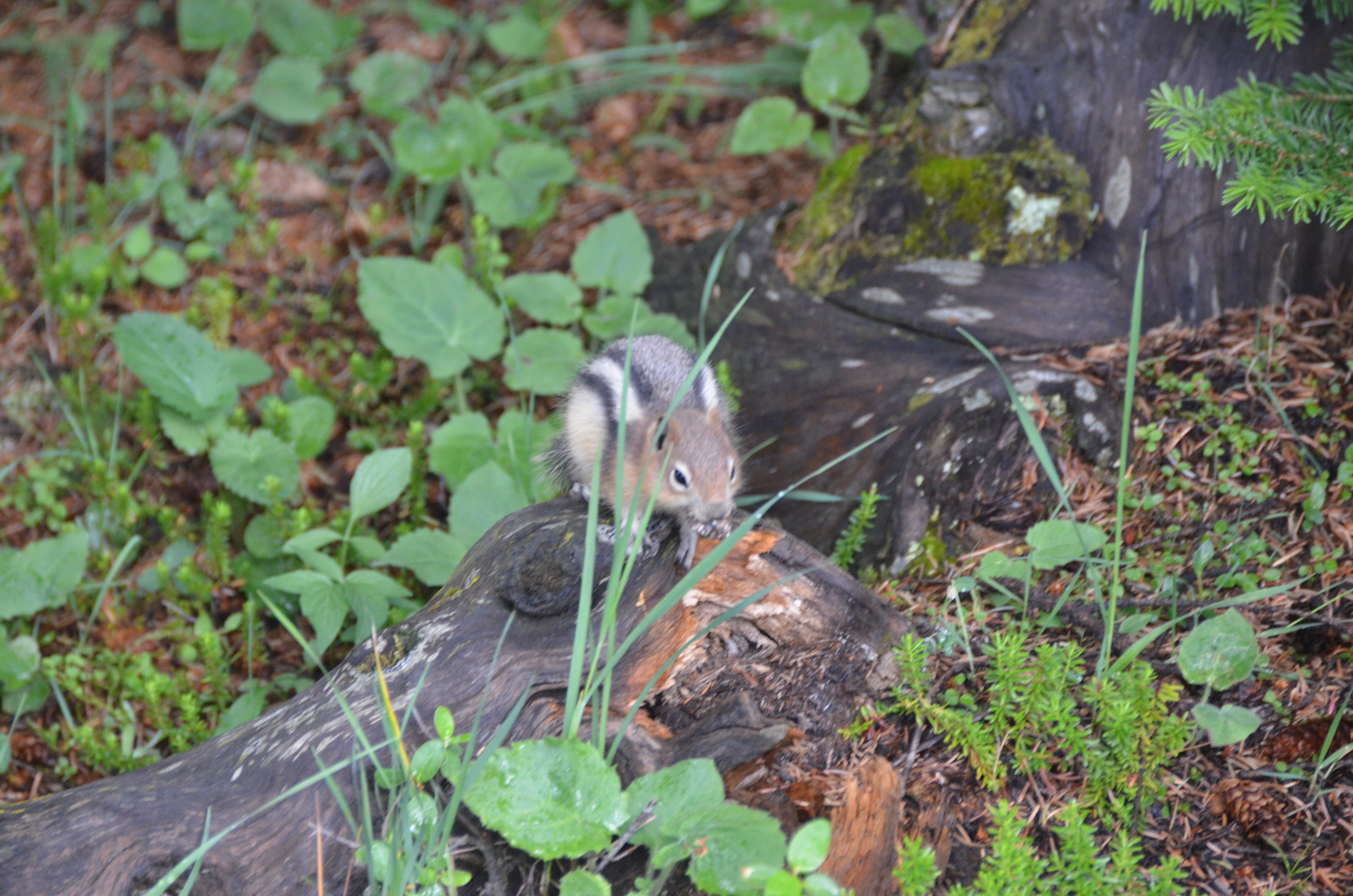 photos/wildlife/Mammal_Species/Chipmunk/DSC_0778.JPG