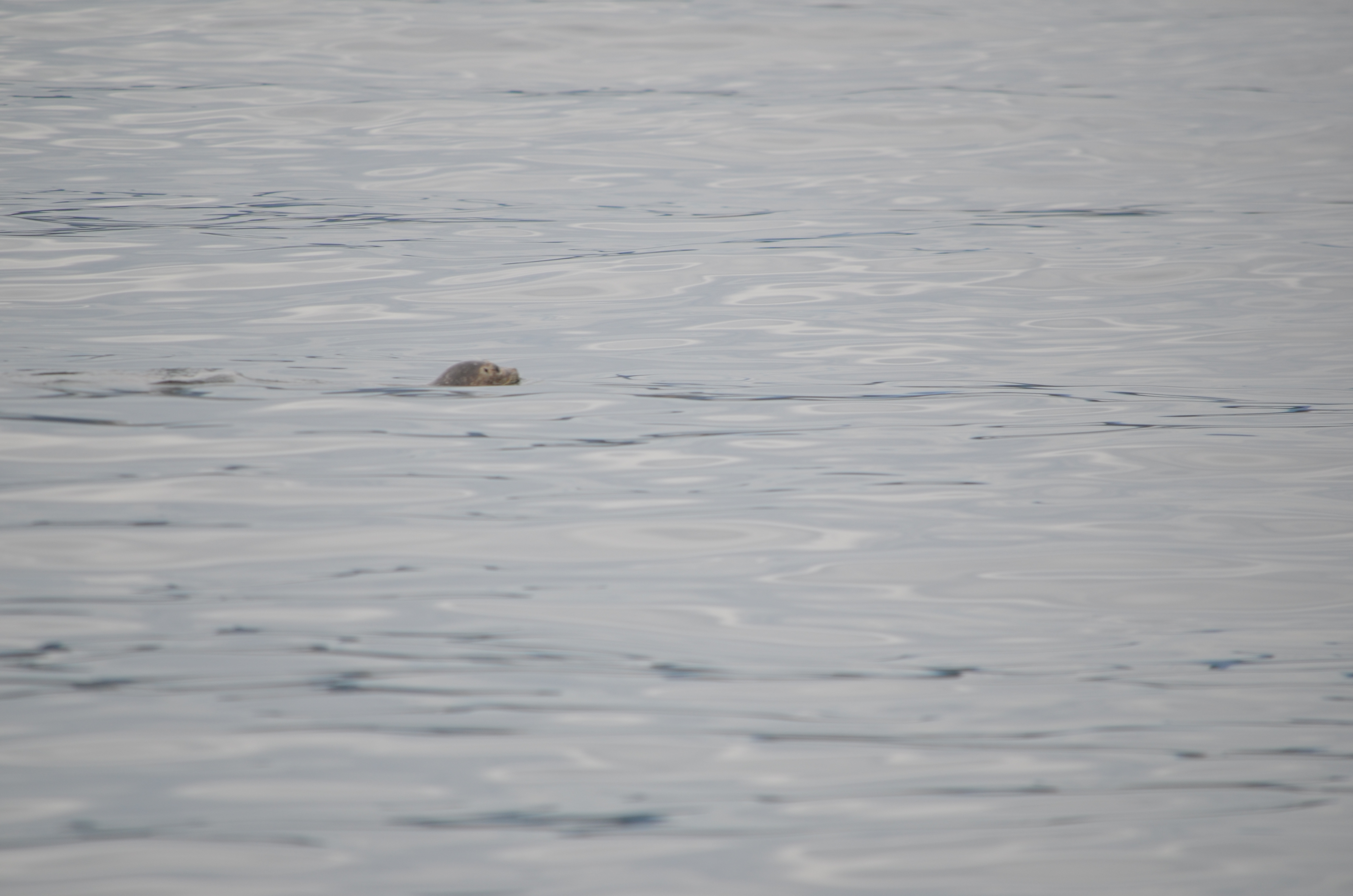 photos/wildlife/Mammal_Species/Common_Seal/DSC_0222.JPG