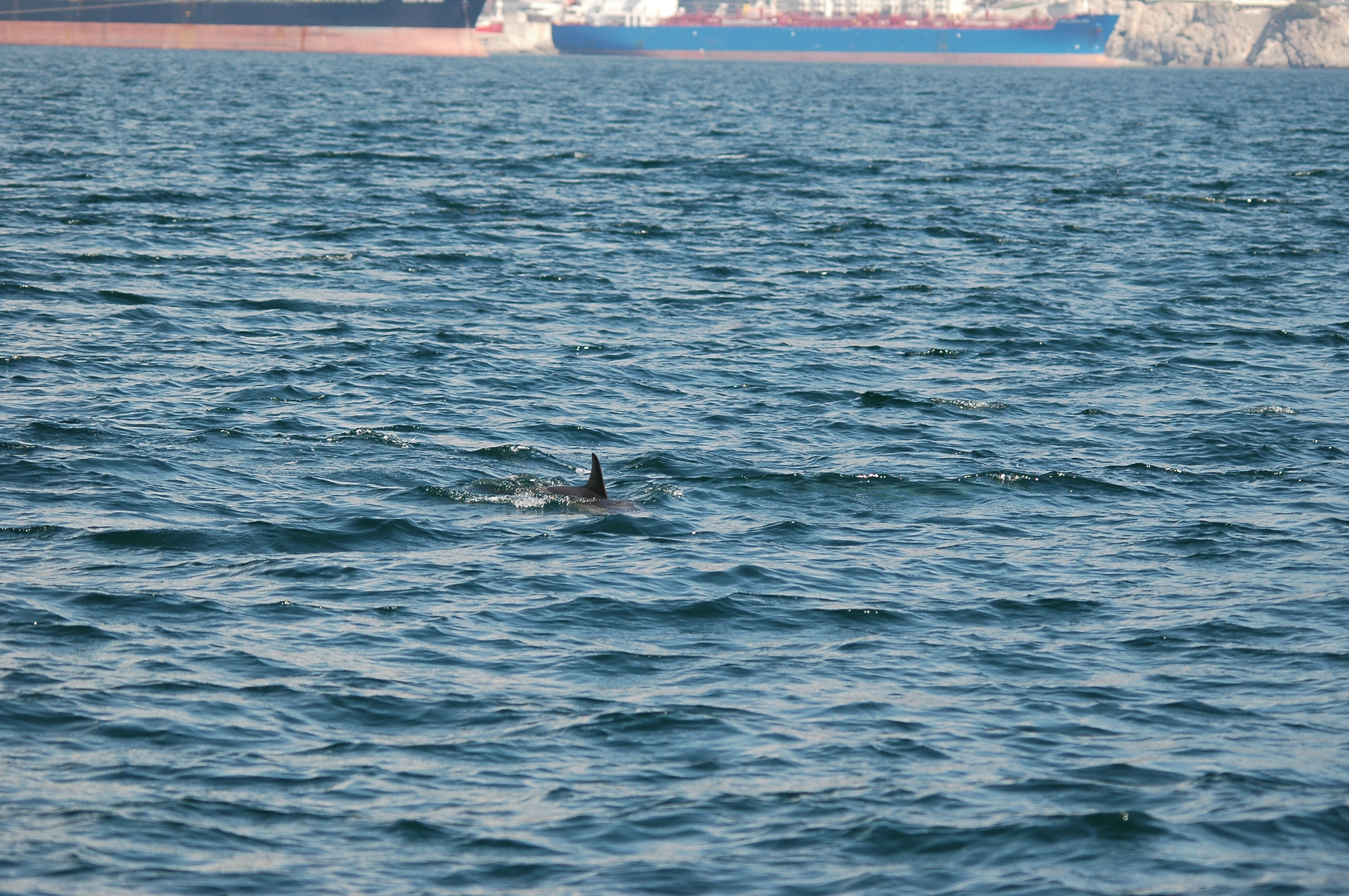 photos/wildlife/Mammal_Species/Dolphins/dsc_0816.jpg