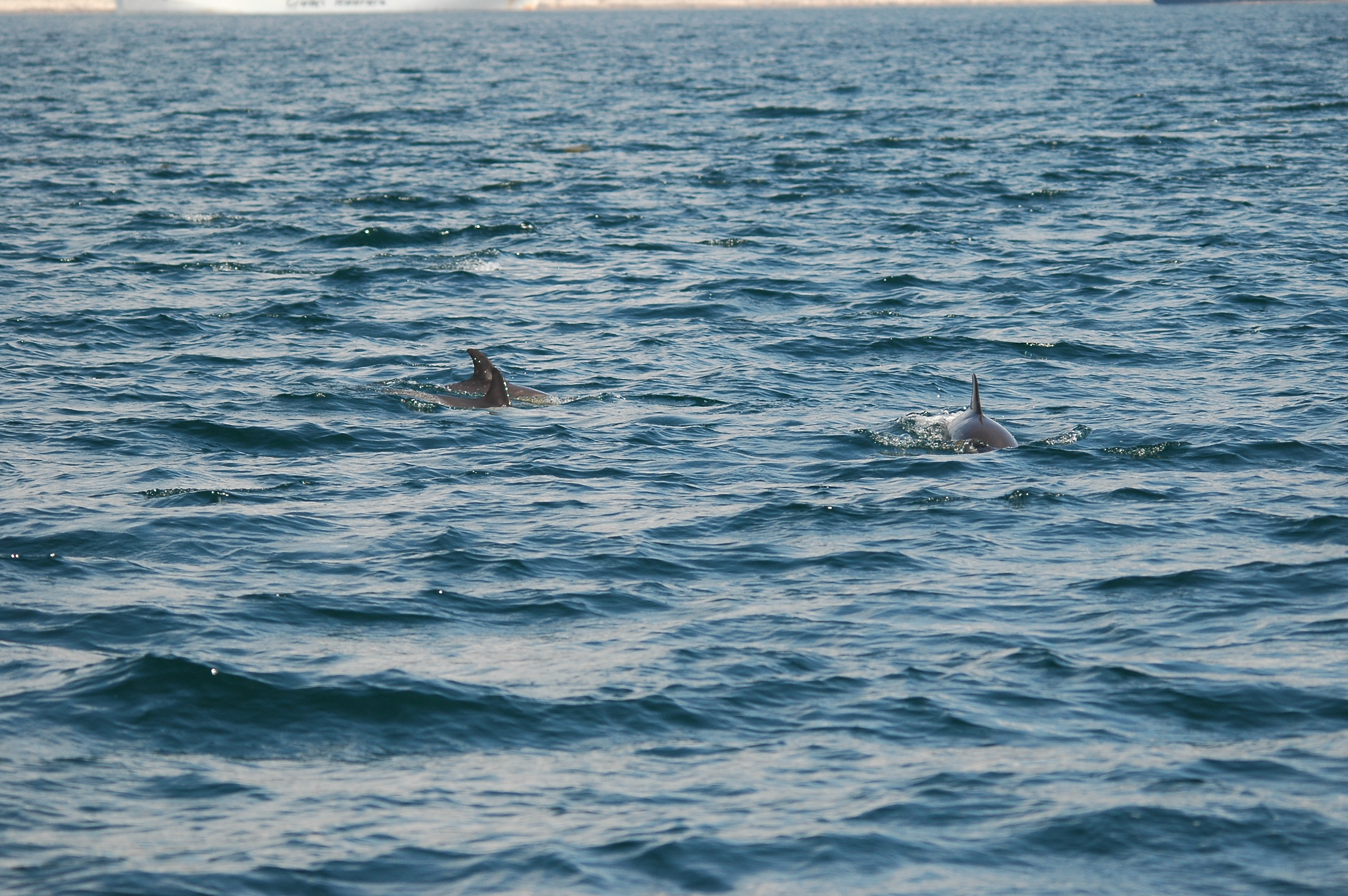 photos/wildlife/Mammal_Species/Dolphins/dsc_0818.jpg