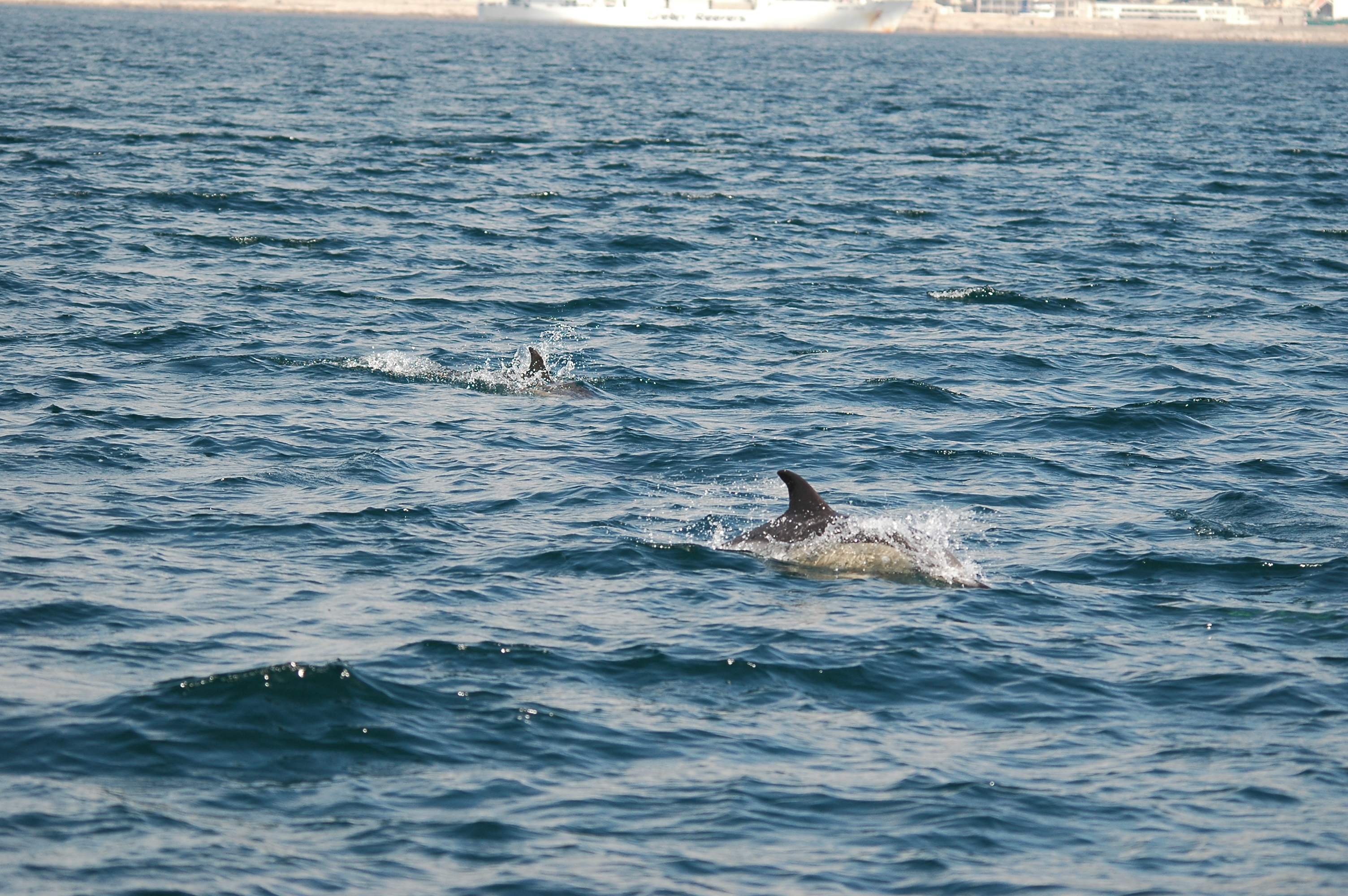 photos/wildlife/Mammal_Species/Dolphins/dsc_0819.jpg