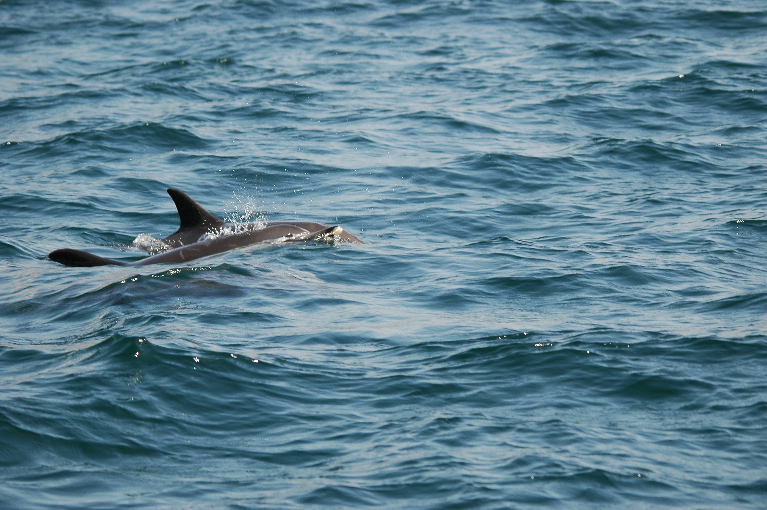photos/wildlife/Mammal_Species/Dolphins/dsc_0821.jpg