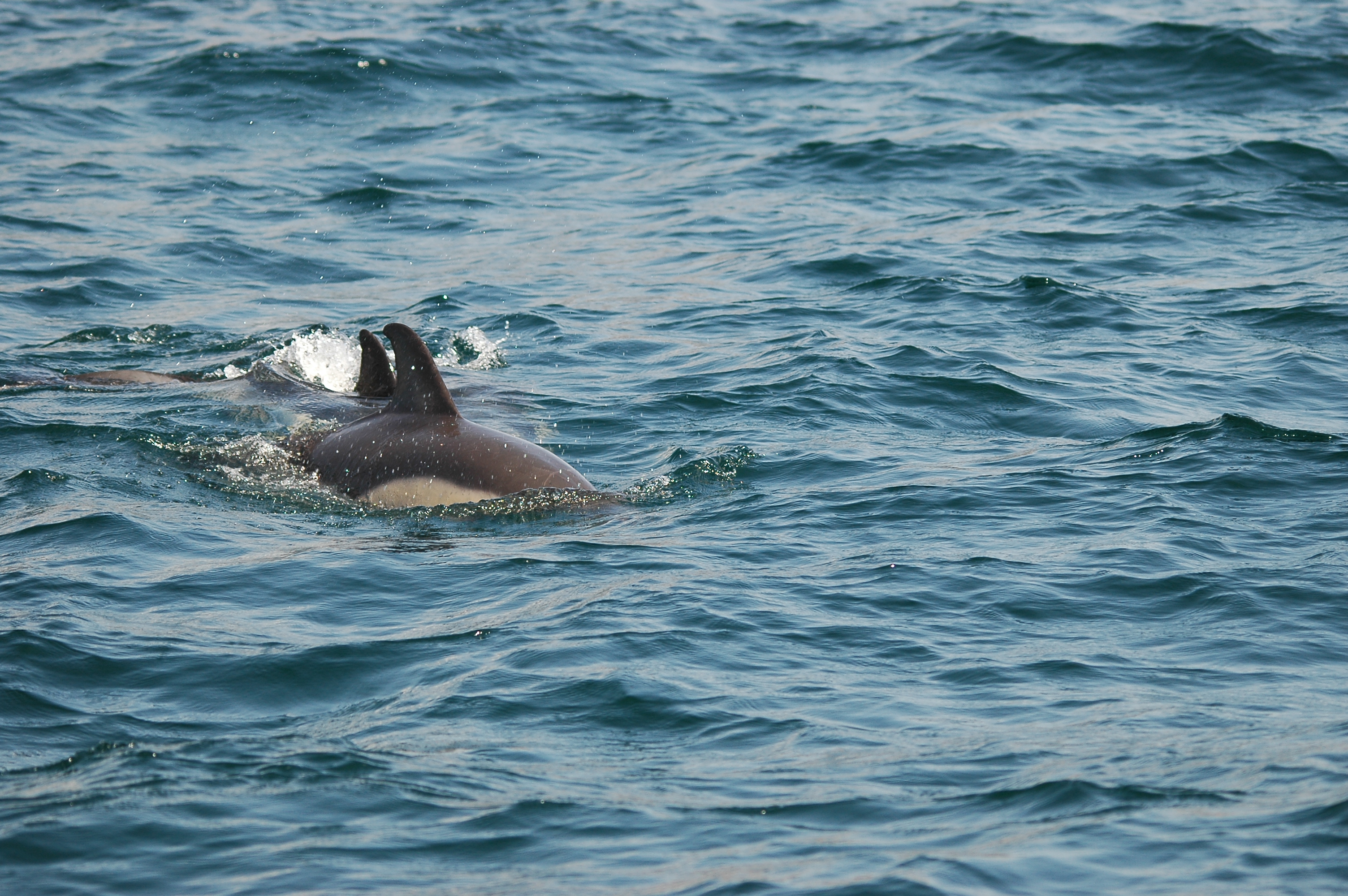 photos/wildlife/Mammal_Species/Dolphins/dsc_0822.jpg