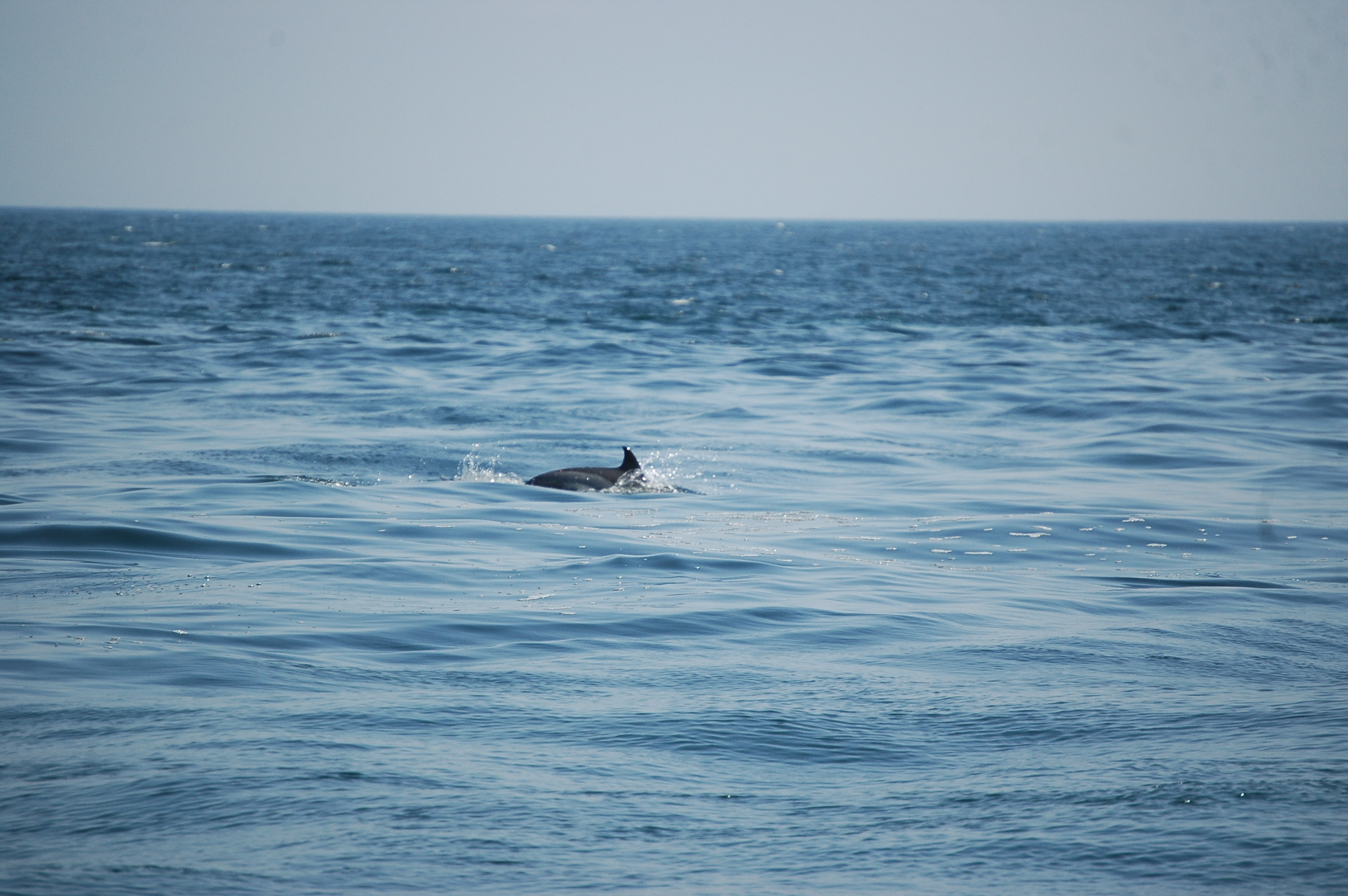 photos/wildlife/Mammal_Species/Dolphins/dsc_0830.jpg