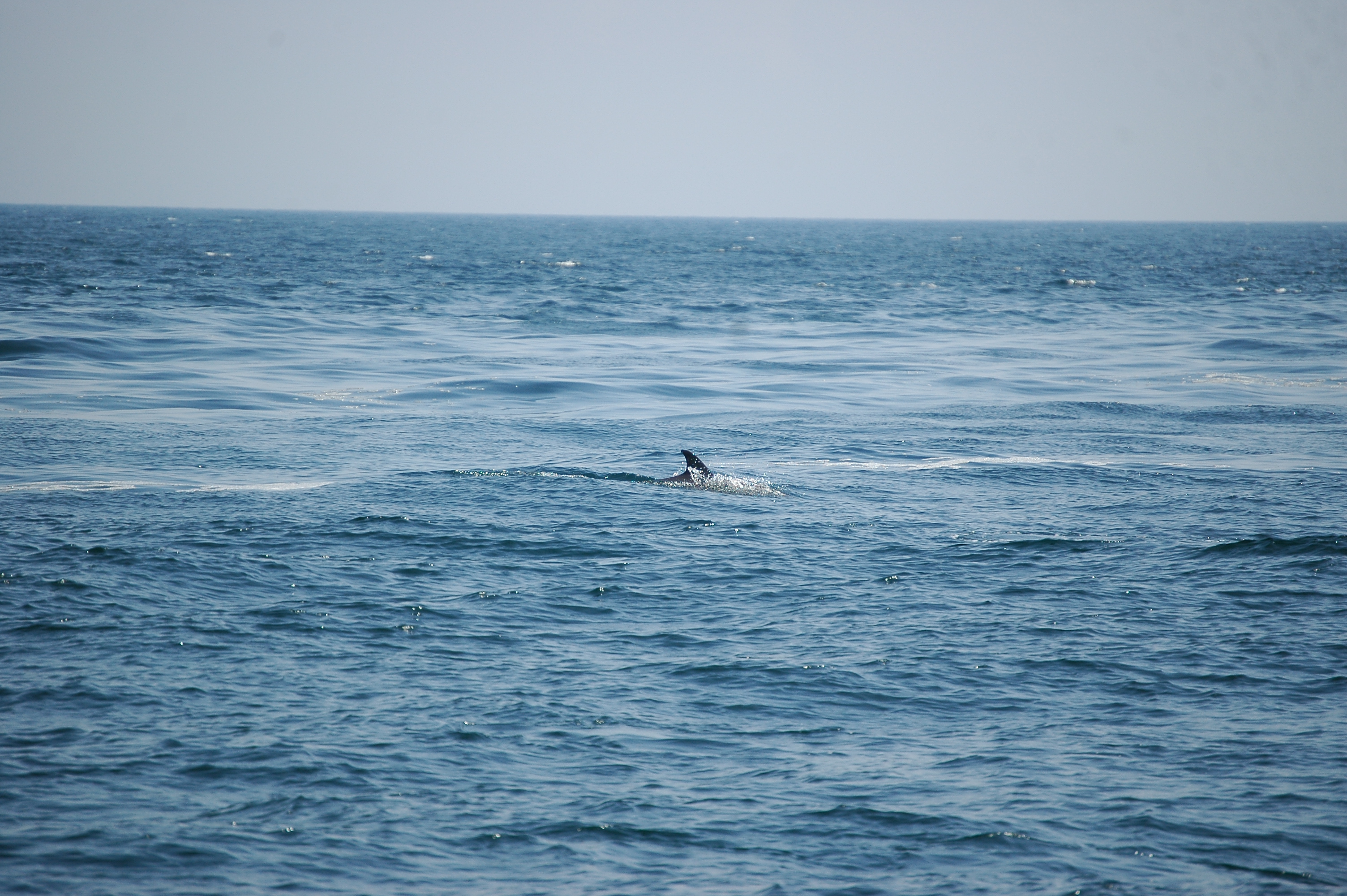 photos/wildlife/Mammal_Species/Dolphins/dsc_0831.jpg