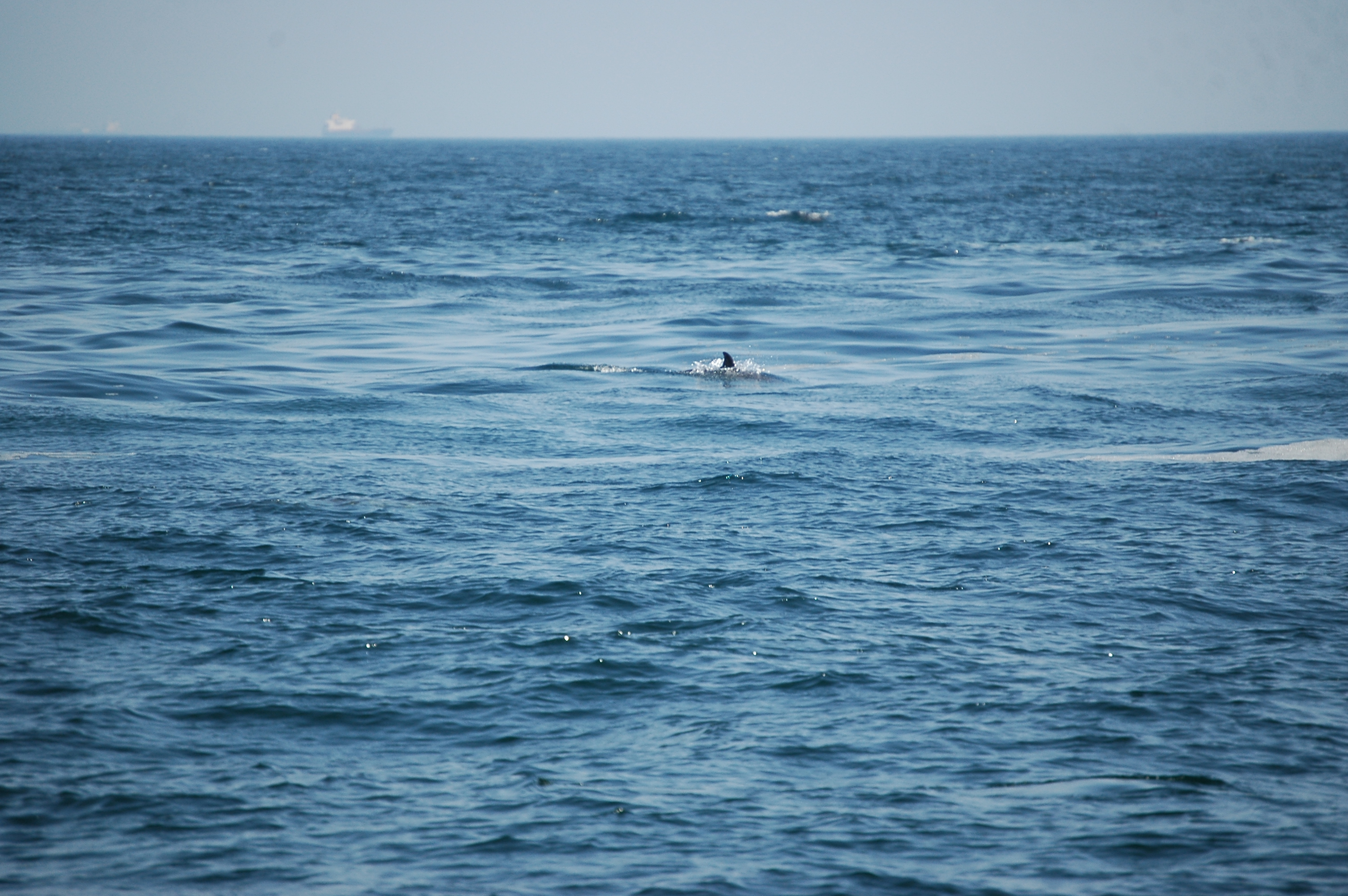 photos/wildlife/Mammal_Species/Dolphins/dsc_0832.jpg