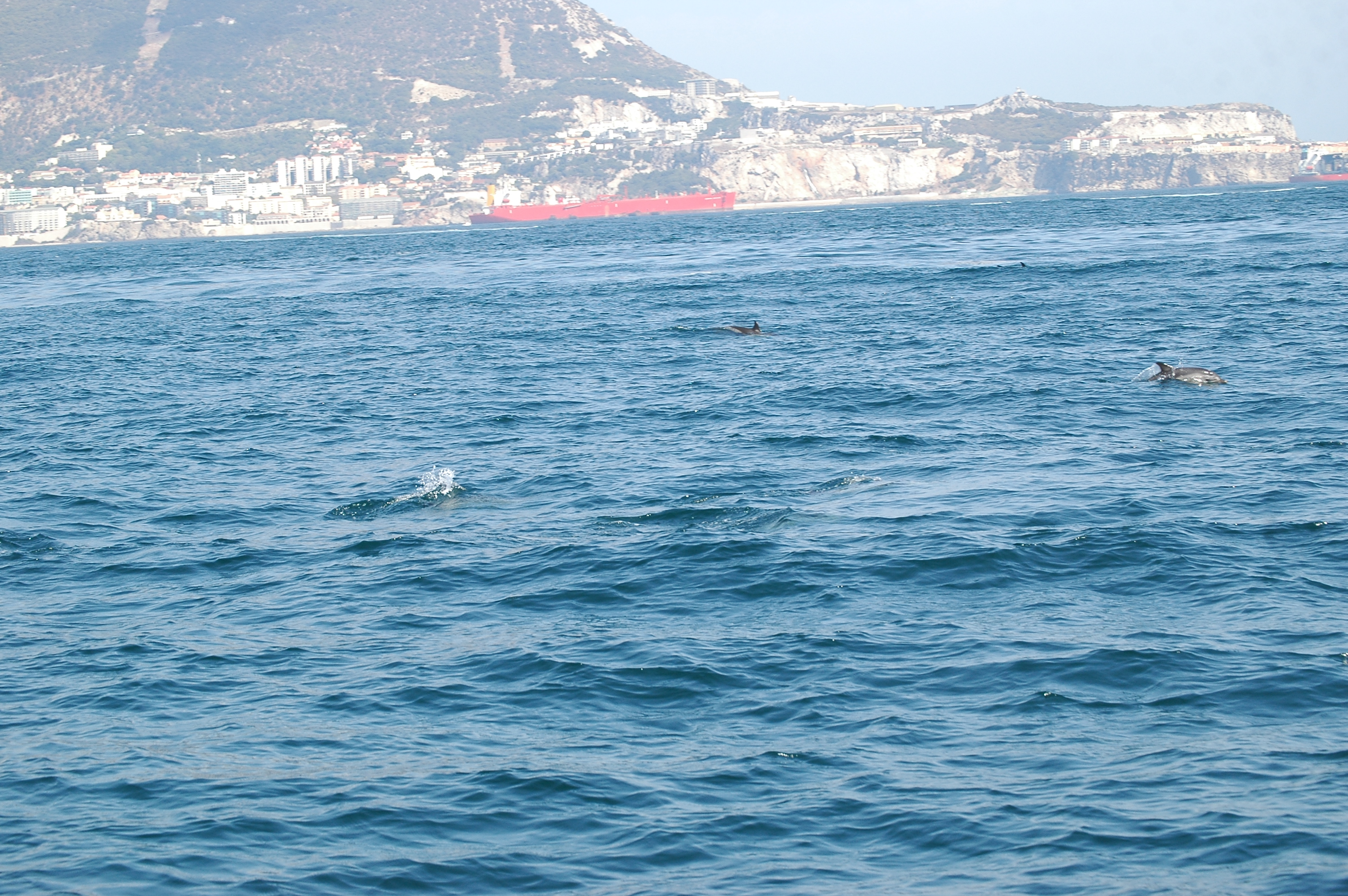 photos/wildlife/Mammal_Species/Dolphins/dsc_0836.jpg