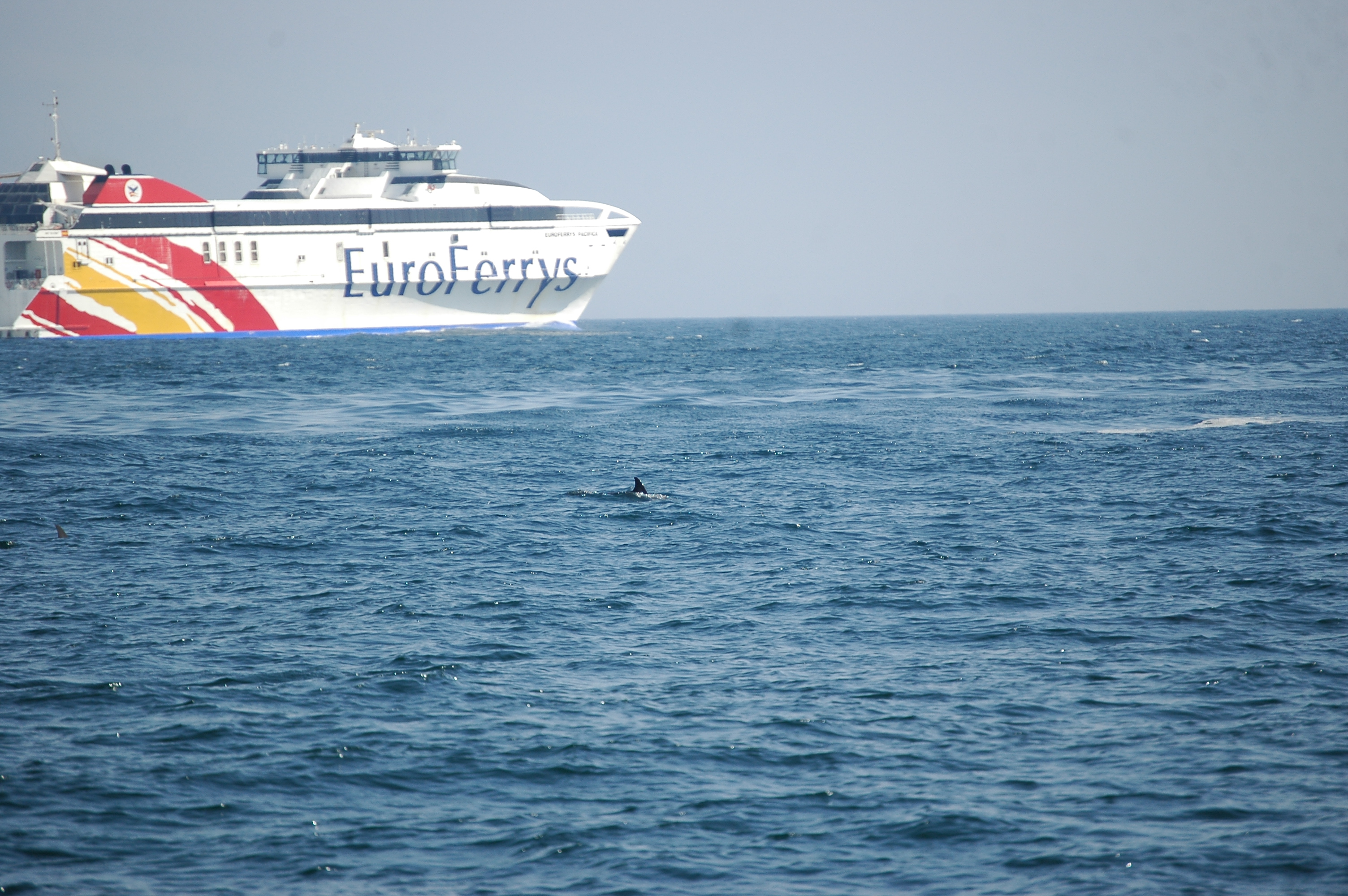photos/wildlife/Mammal_Species/Dolphins/dsc_0837.jpg